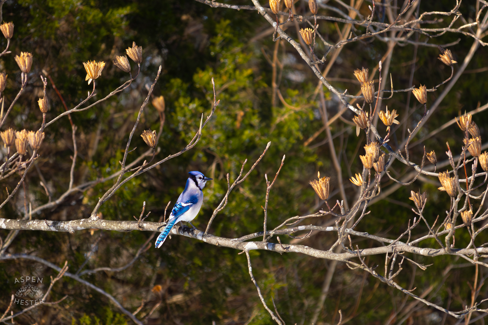 A Blue Jay Rests in A Tulip Tree in The Snowy Landscape of my Backyard. January 13th, 2025/Aspen Hester