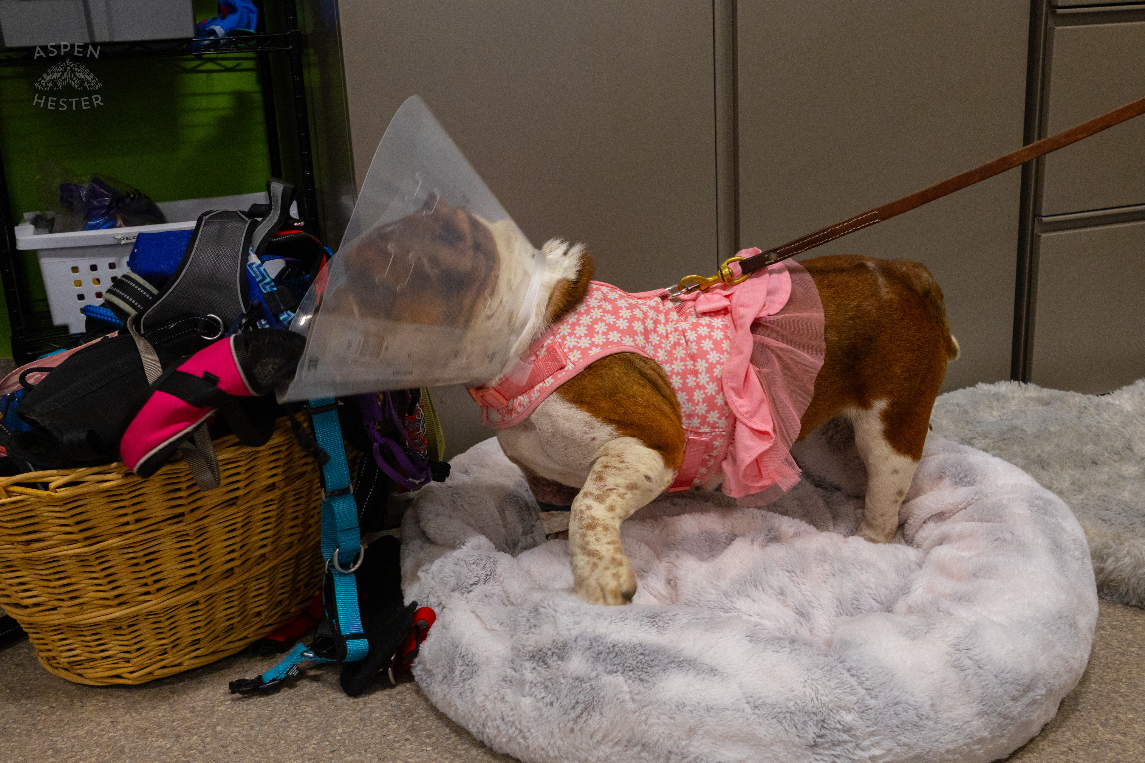 Newly Adopted Dog "Queen Bee" During A Telethon that Raised $8000+ for Louisville Metro Animal Services. August 28th, 2024/Aspen Hester