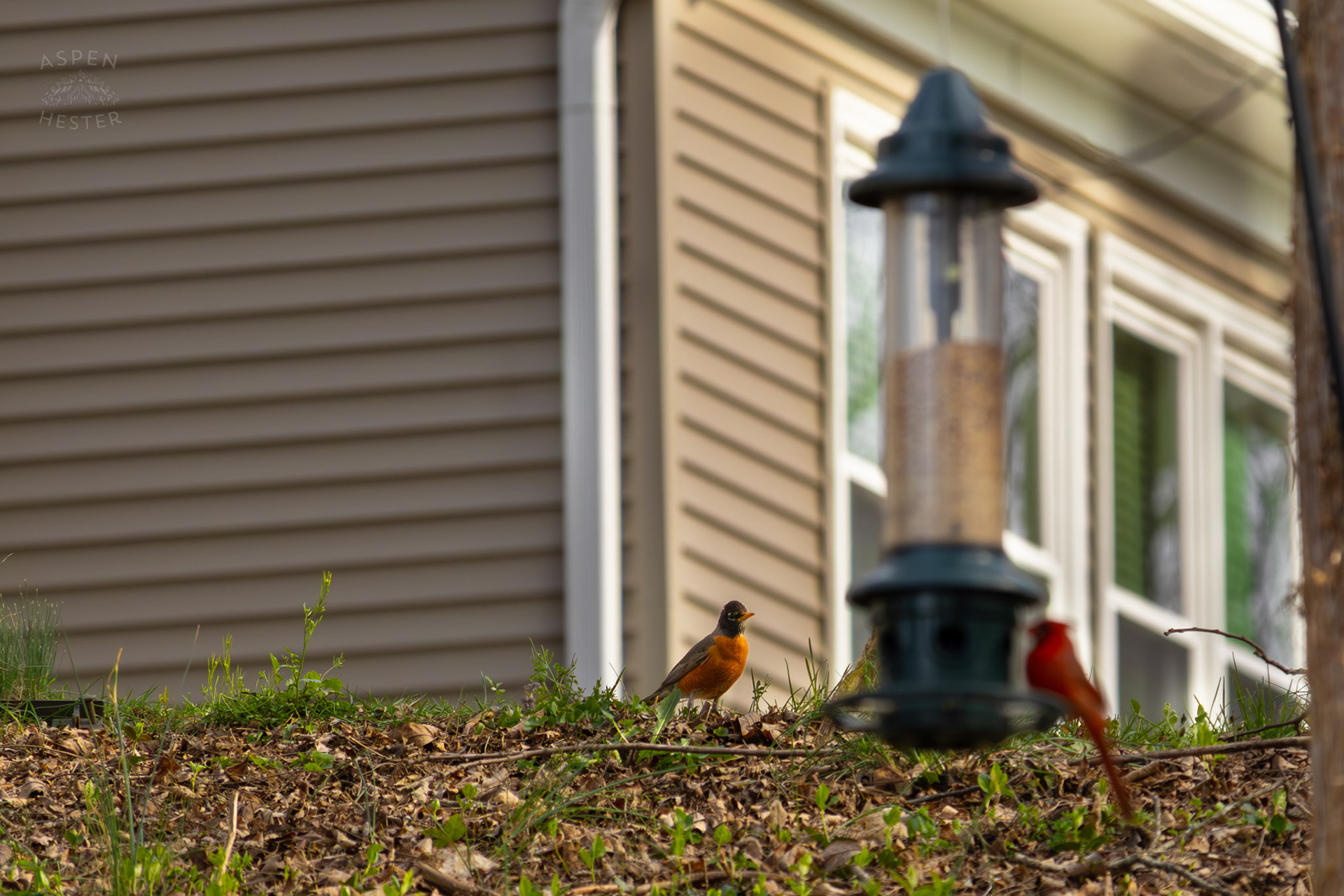 A Robin Sits Watching A Cardinal Eat From A Birdfeeder in My Neighbor's Yard. March 29th, 2026/Aspen Hester
