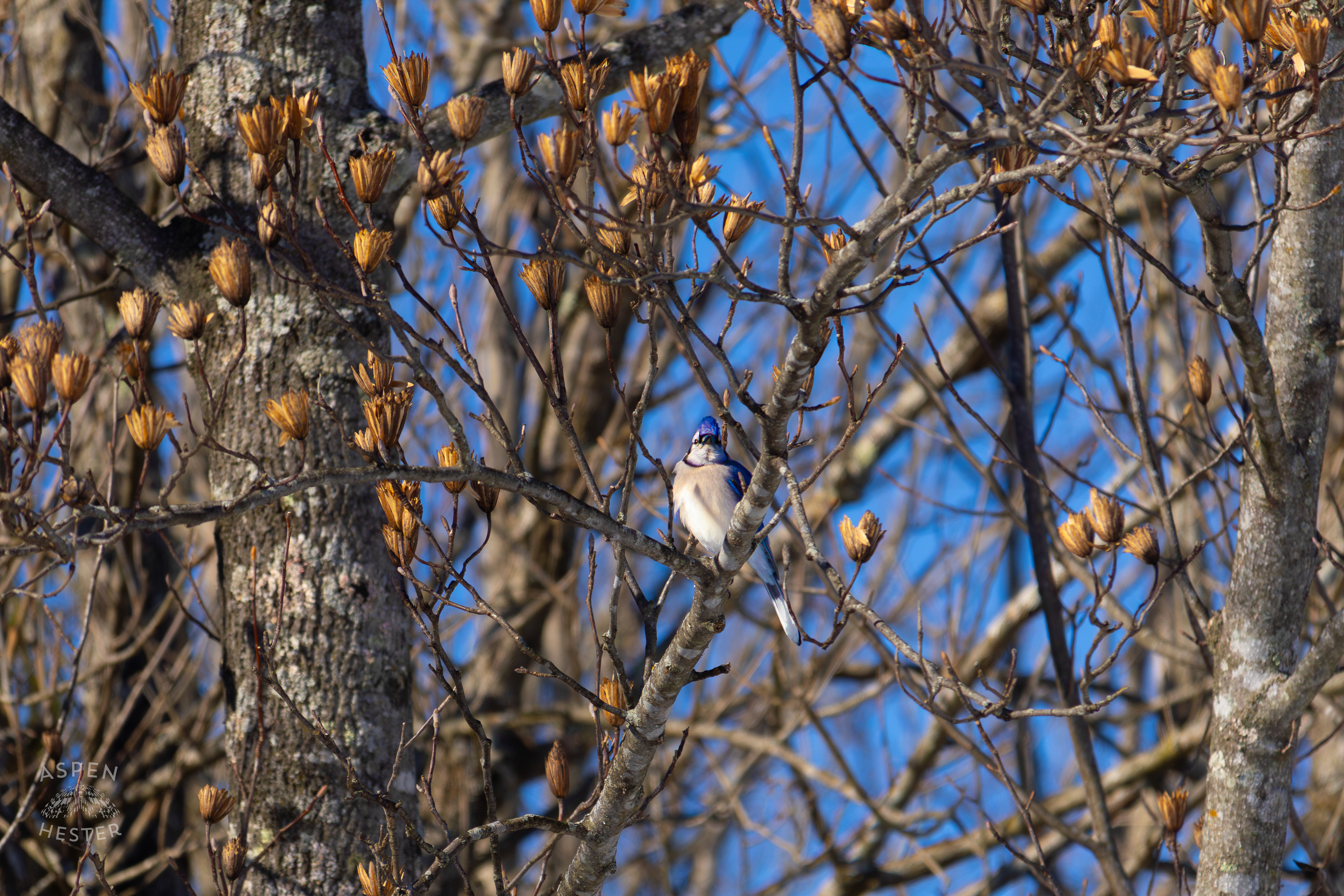 A Blue Jay Sits in A Tulip Tree in The Snowy Landscape of my Backyard. January 13th, 2025/Aspen Hester