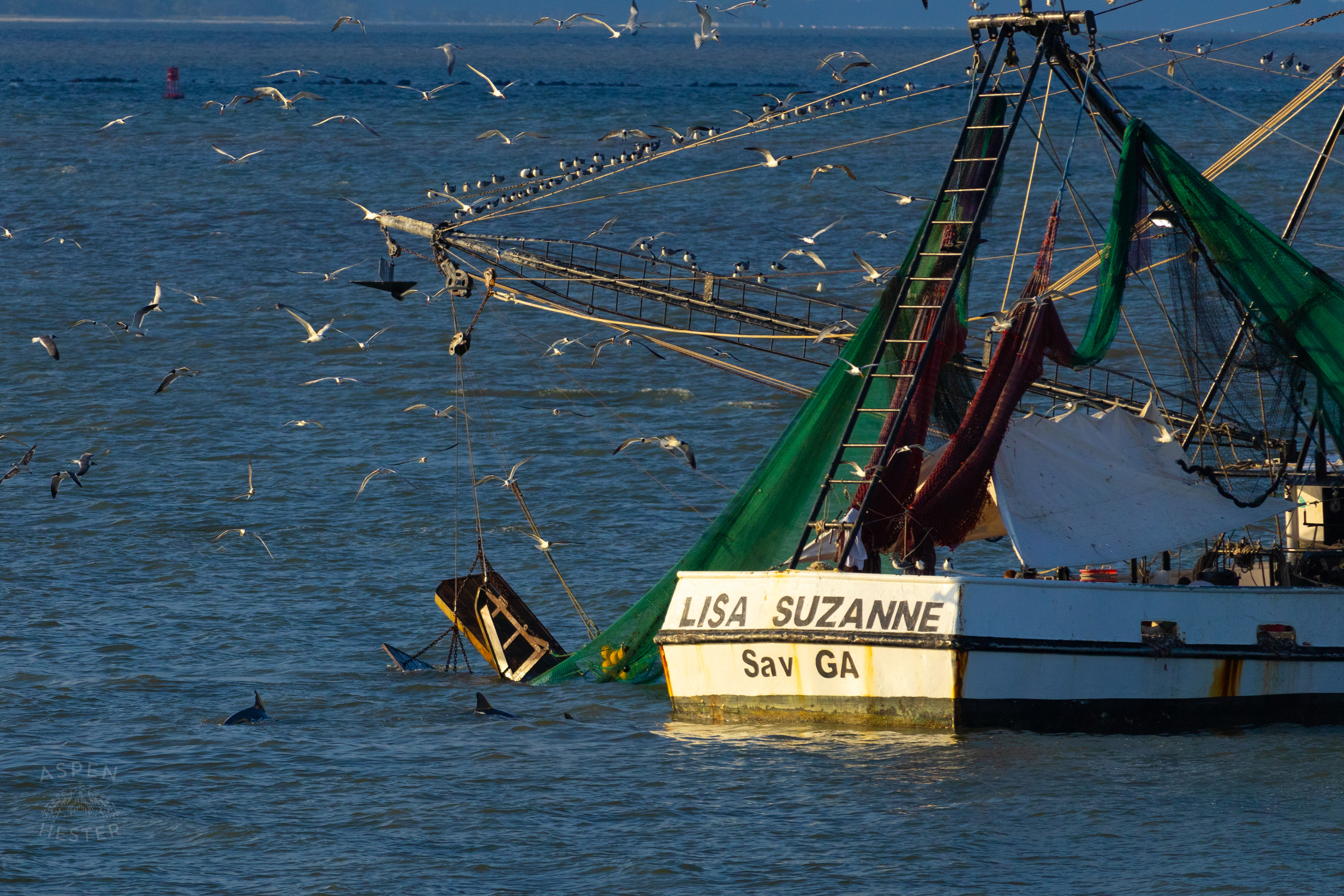 Birds Flock and Dolphins Swim Around The 'Lisa Suzanne' Off The Coast of Tybee Island Georgia. June 23rd, 2024/Aspen Hester