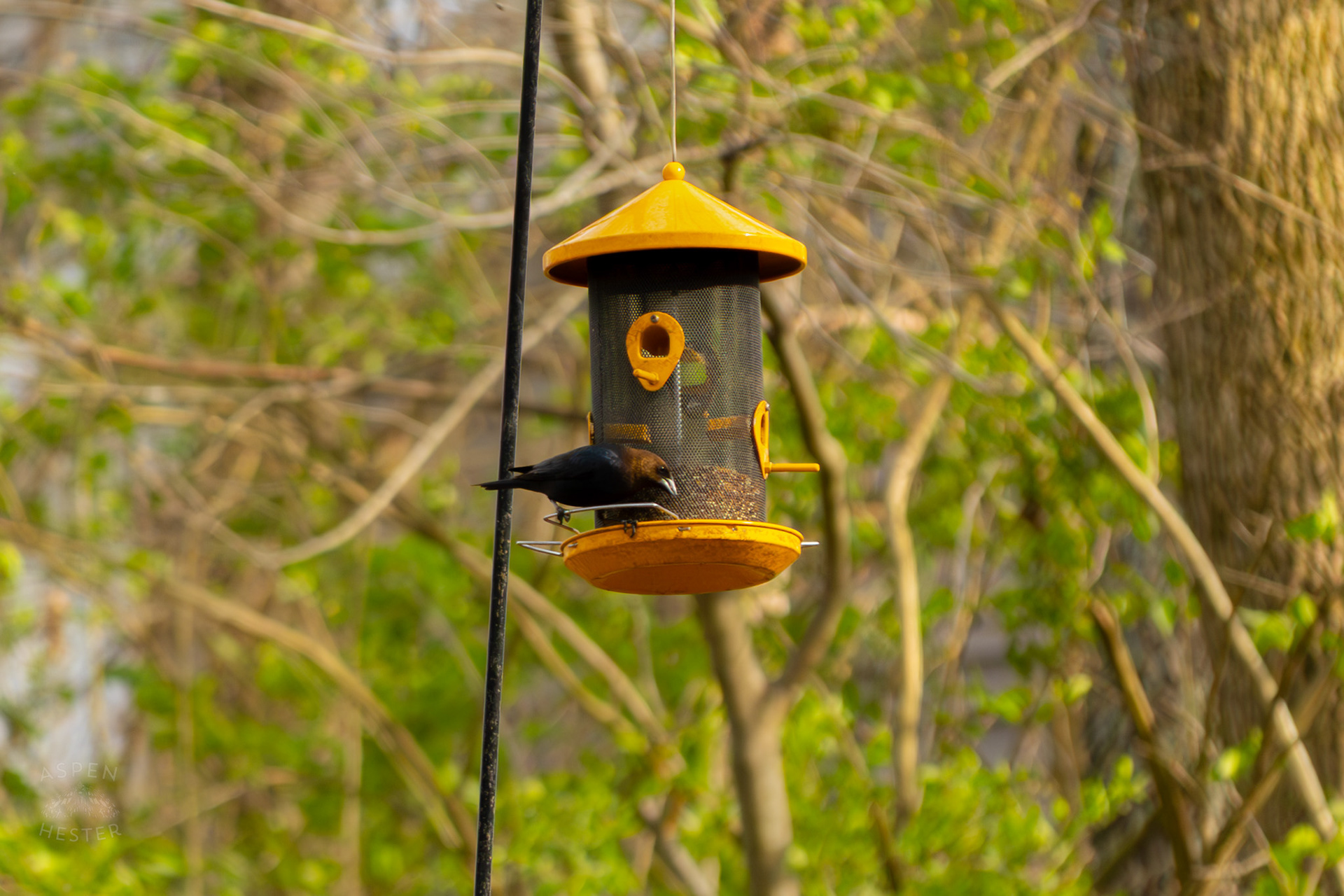 A Brown-Headed Cowbird Eats From A Birdfeeder in My Neighbor's Yard. March 29th, 2026/Aspen Hester