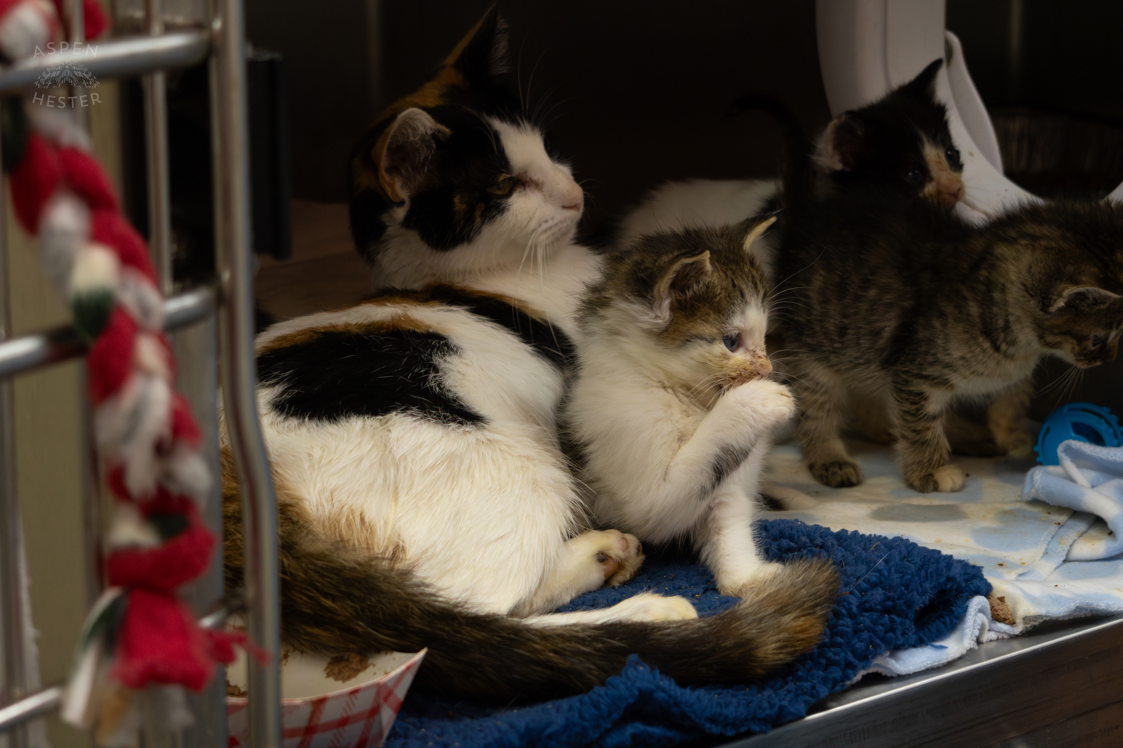 A Mother Cat and Her Kittens During A Telethon that Raised $8000+ for Louisville Metro Animal Services. August 28th, 2024/Aspen Hester