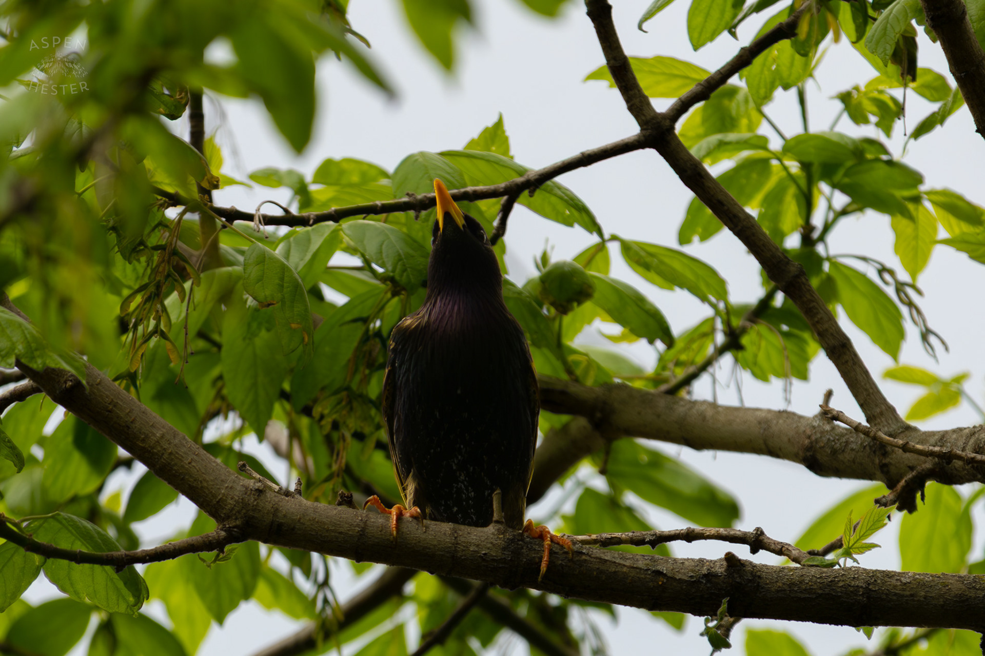 A European Starling High in The Trees of Brown Park. April 14th, 2025/Aspen Hester