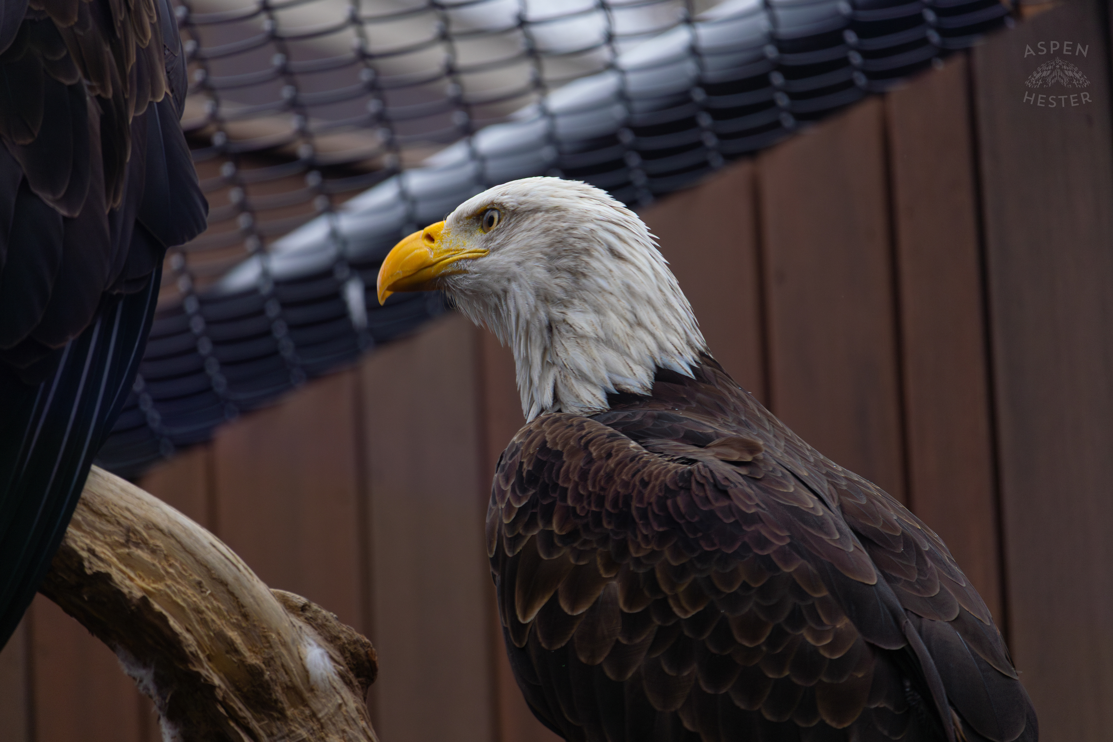 Bald Eagle Either Flinn or Independence Inside The National Aviary in Pittsburgh Pennsylvania. February 26th, 2025/Aspen Hester