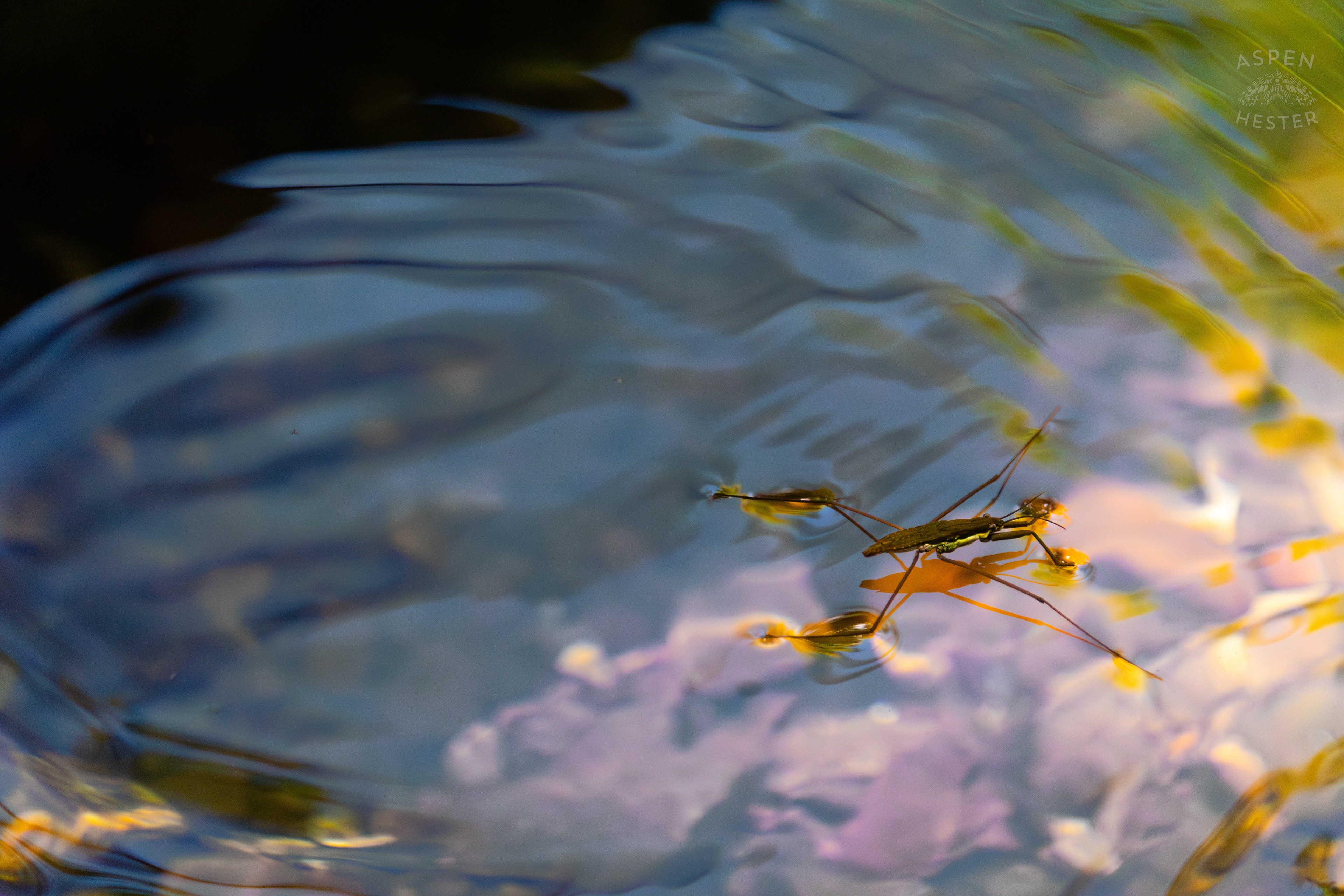 Water Strider on Middle Fork Beargrass Creek in Cherokee Park. May 28th, 2024/Aspen Hester