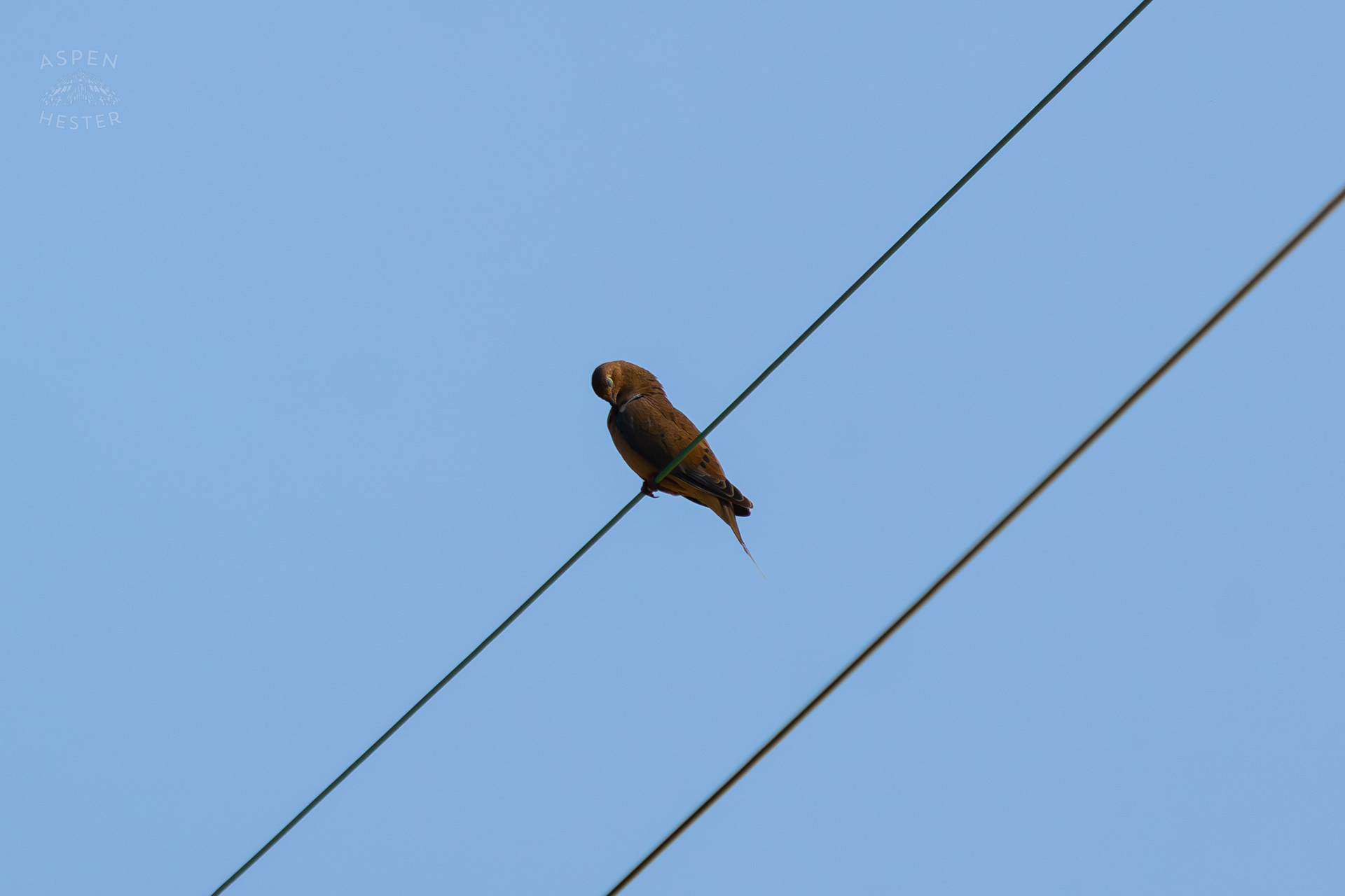 A Mourning Dove Preening Above the Abandoned Jeffboat Shipyard. July 26th, 2024/Aspen Hester