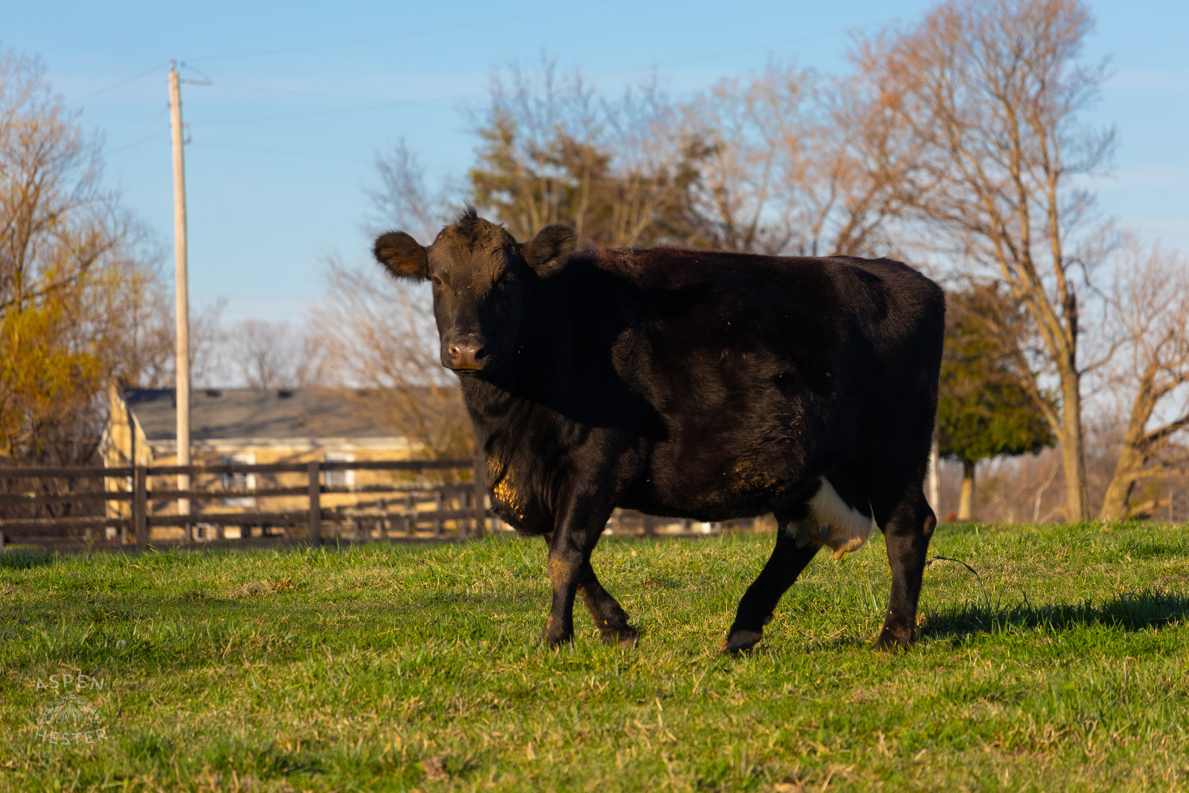 Pasture Fed Cow Tinker Bell Mosing Through The Field on Skinner Farms Thanksgiving Turkey Pick Up Day. November 24th, 2024/Aspen Hester