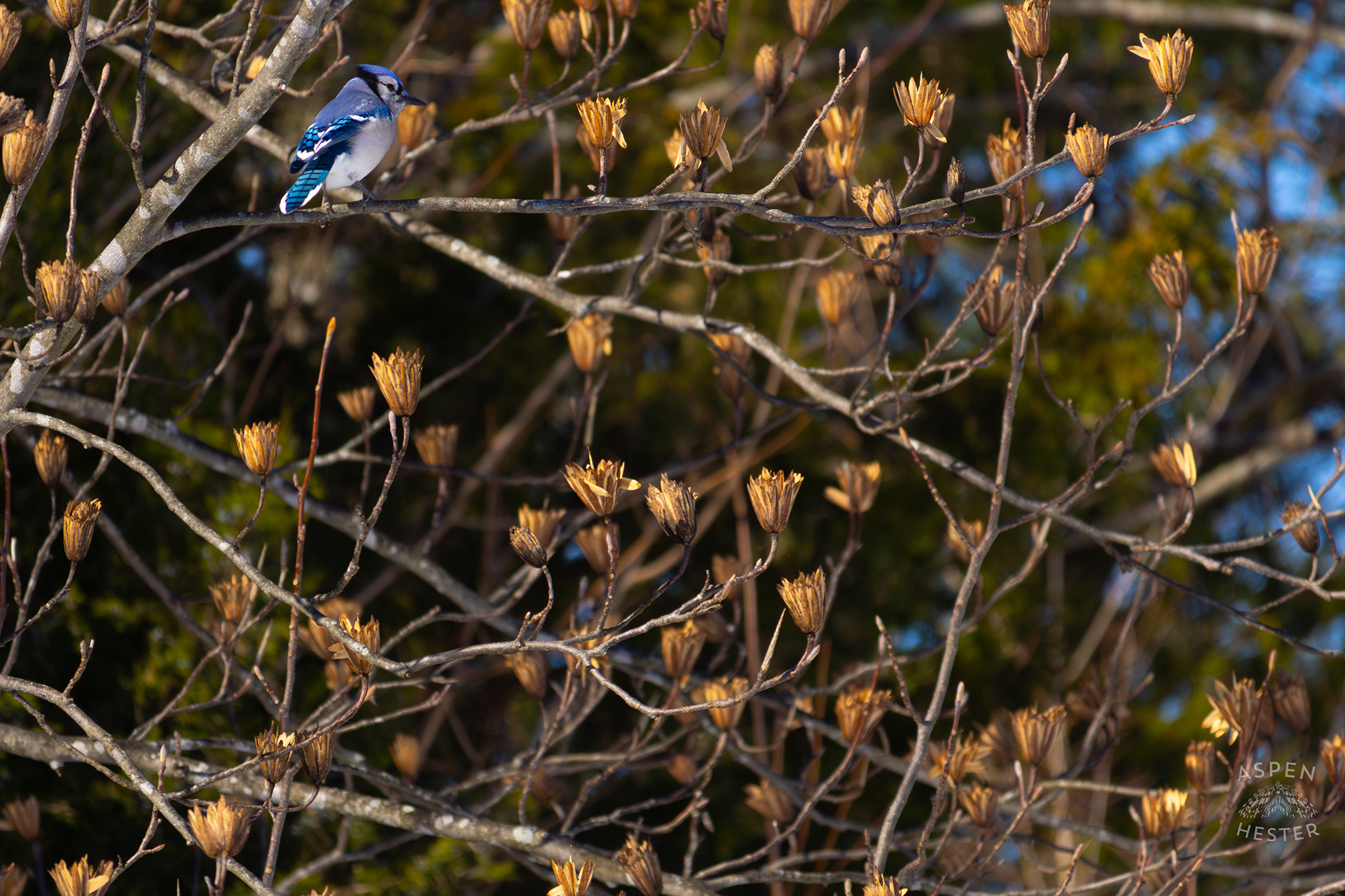 A Blue Jay Sits in A Tulip Tree in The Snowy Landscape of my Backyard. January 13th, 2025/Aspen Hester