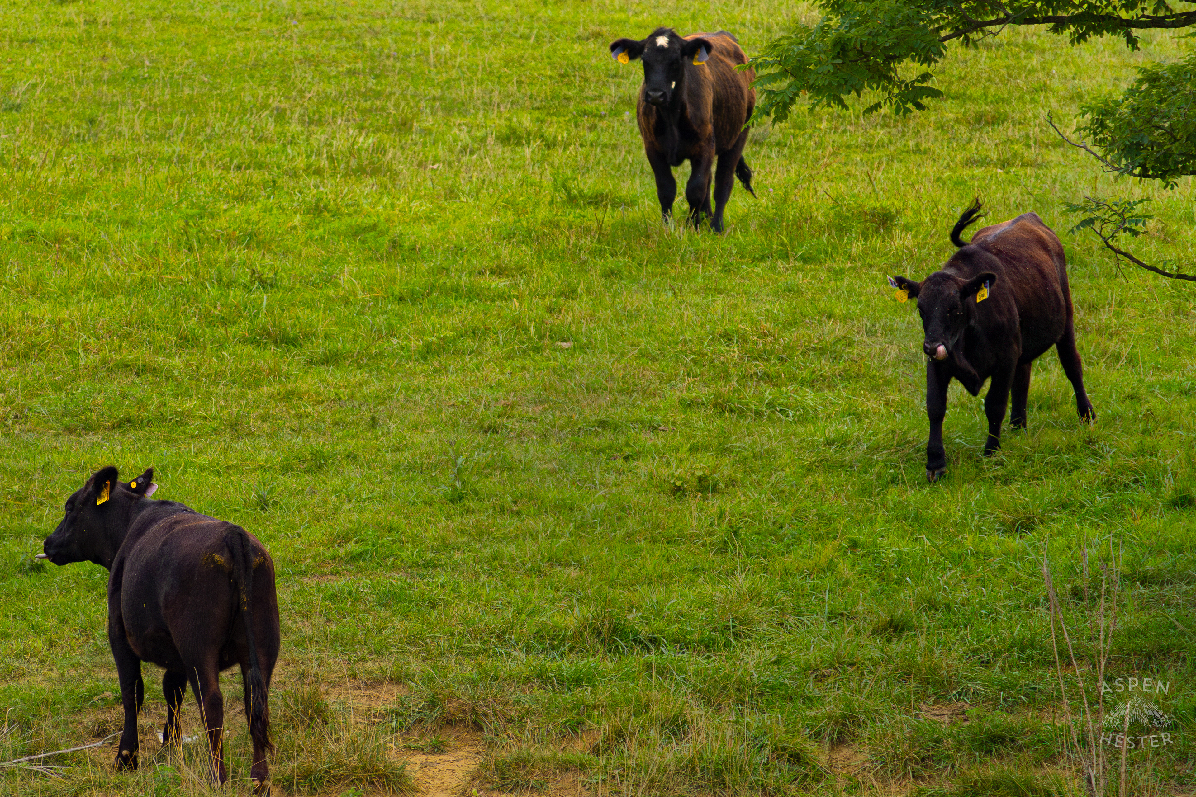 Three Cows on the Shore of Reformatory Lake with Two Others Lounging on the Shore. August 12th, 2024/Aspen Hester