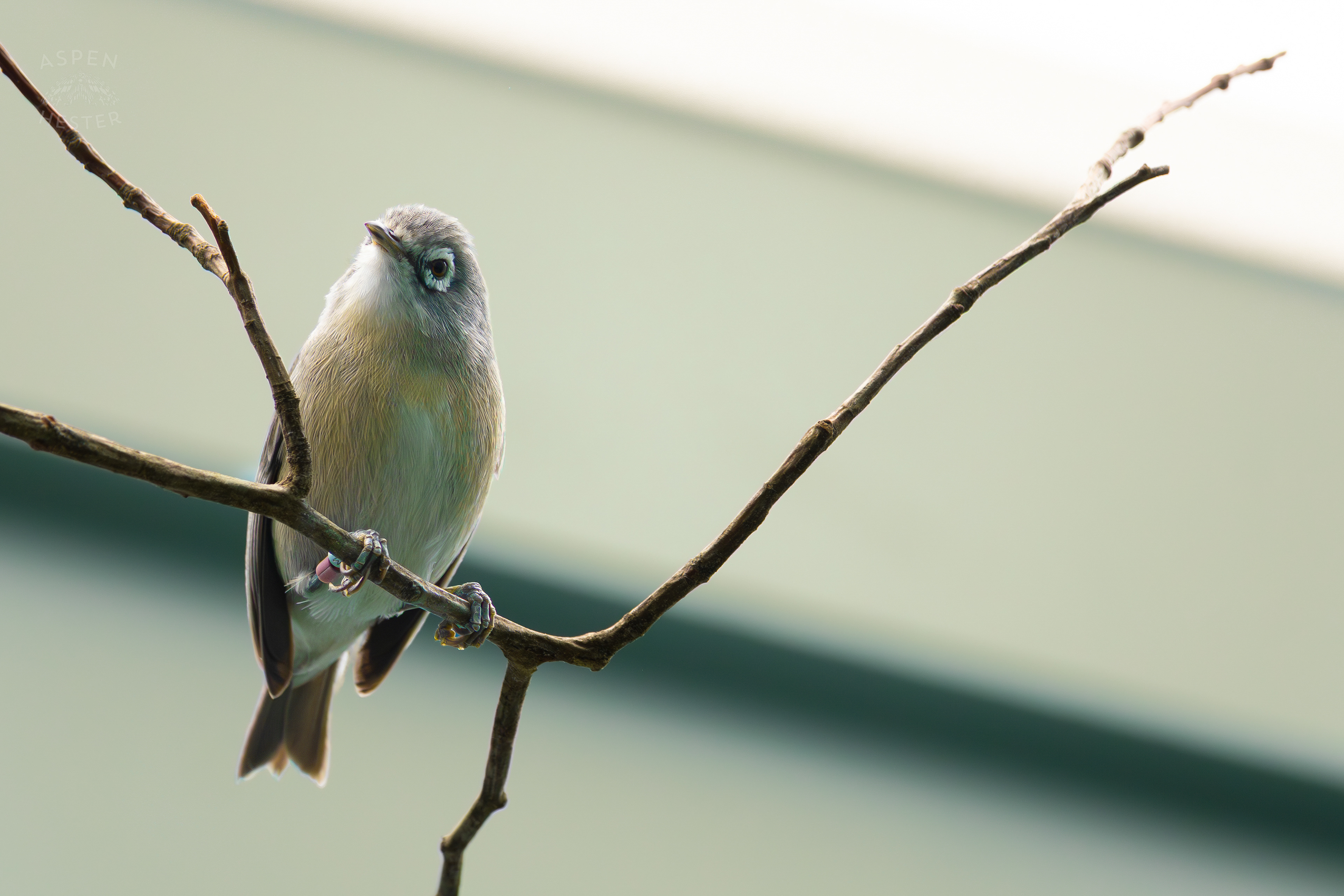 A Bridled White-Eye Sits on A Branch in The Grasslands Inside The National Aviary in Pittsburgh Pennsylvania. February 26th, 2025/Aspen Hester