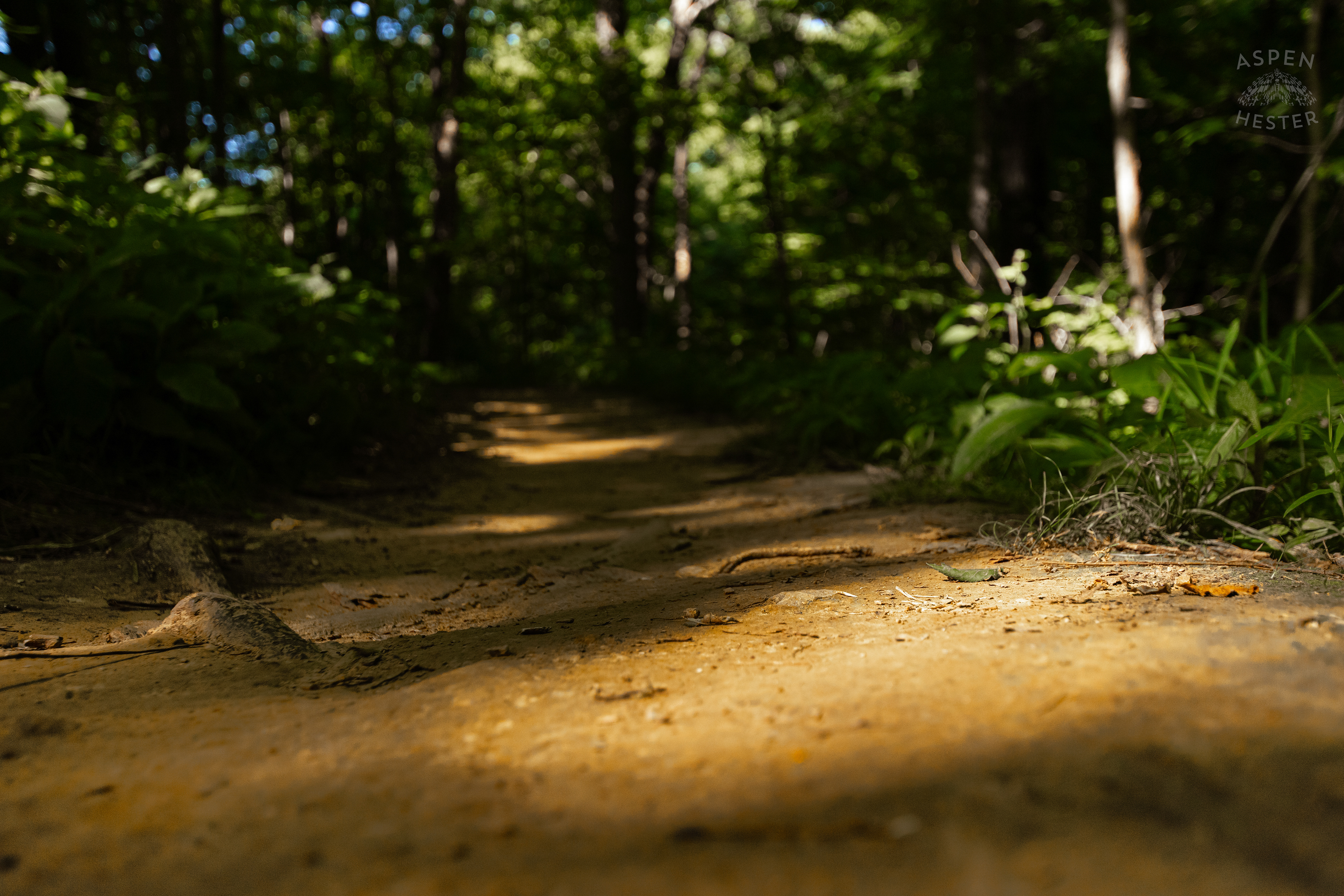 Trails Through Cherokee Park. June 11th, 2024/Aspen Hester