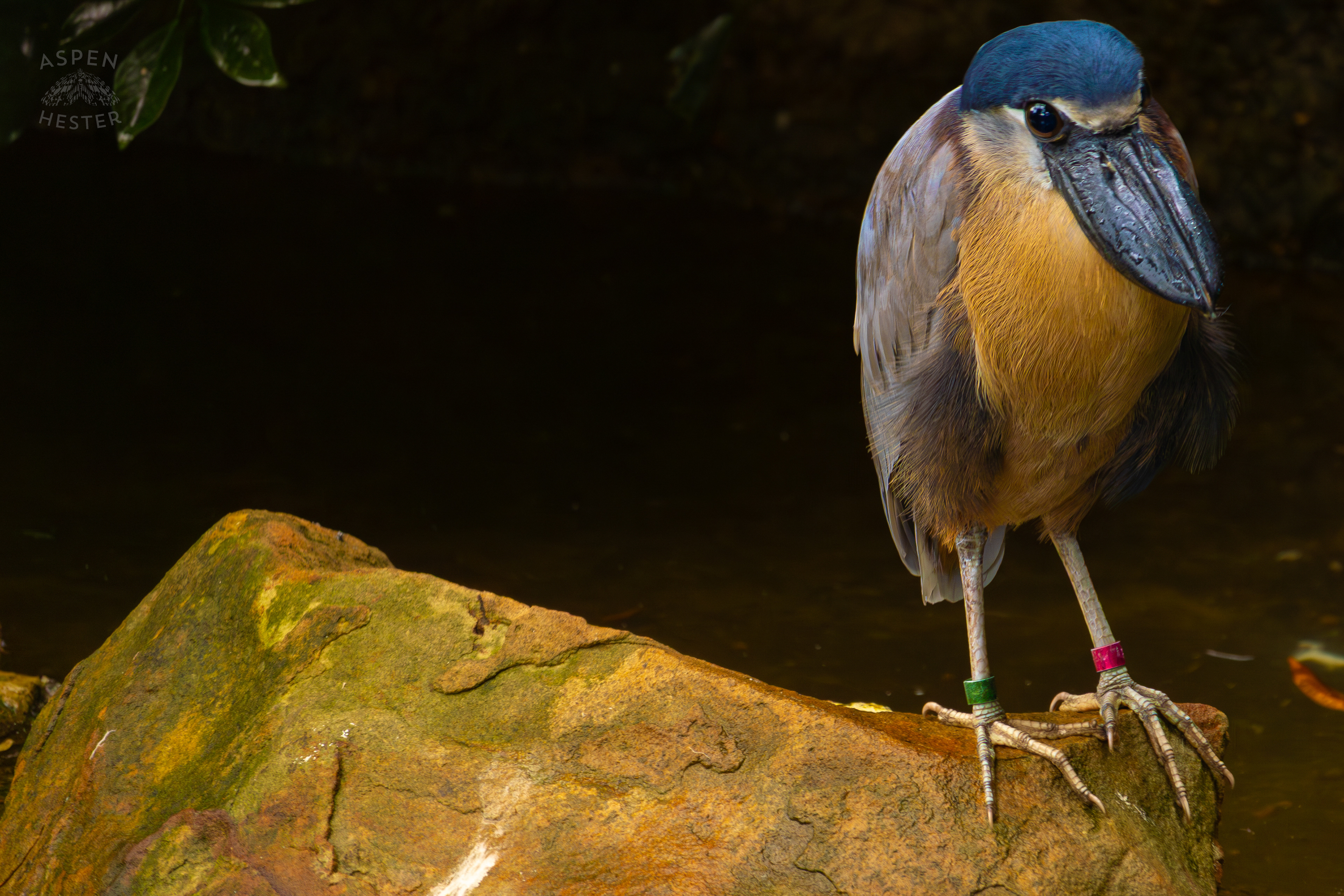 A Boat-Billed Heron Relaxes on A Rock in The Wetlands Inside The National Aviary in Pittsburgh Pennsylvania. February 26th, 2025/Aspen Hester
