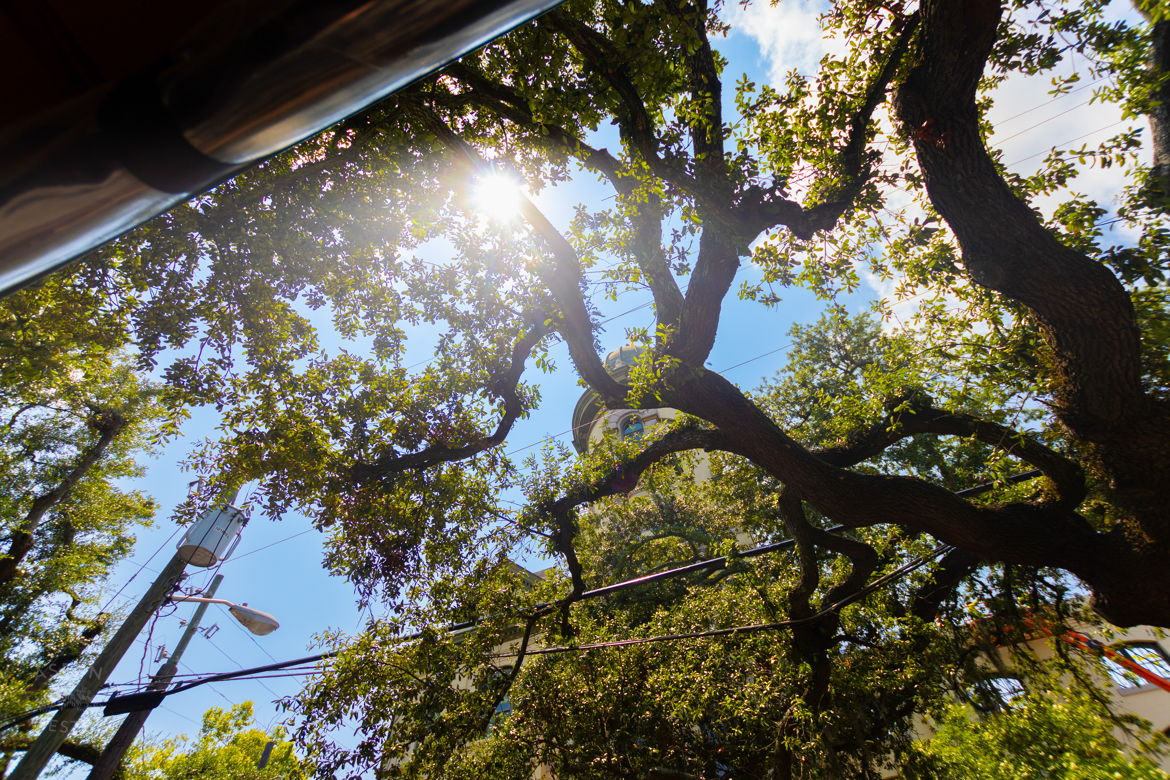 Oak Tree in Savannah Georgia. June 26th, 2024/Aspen Hester