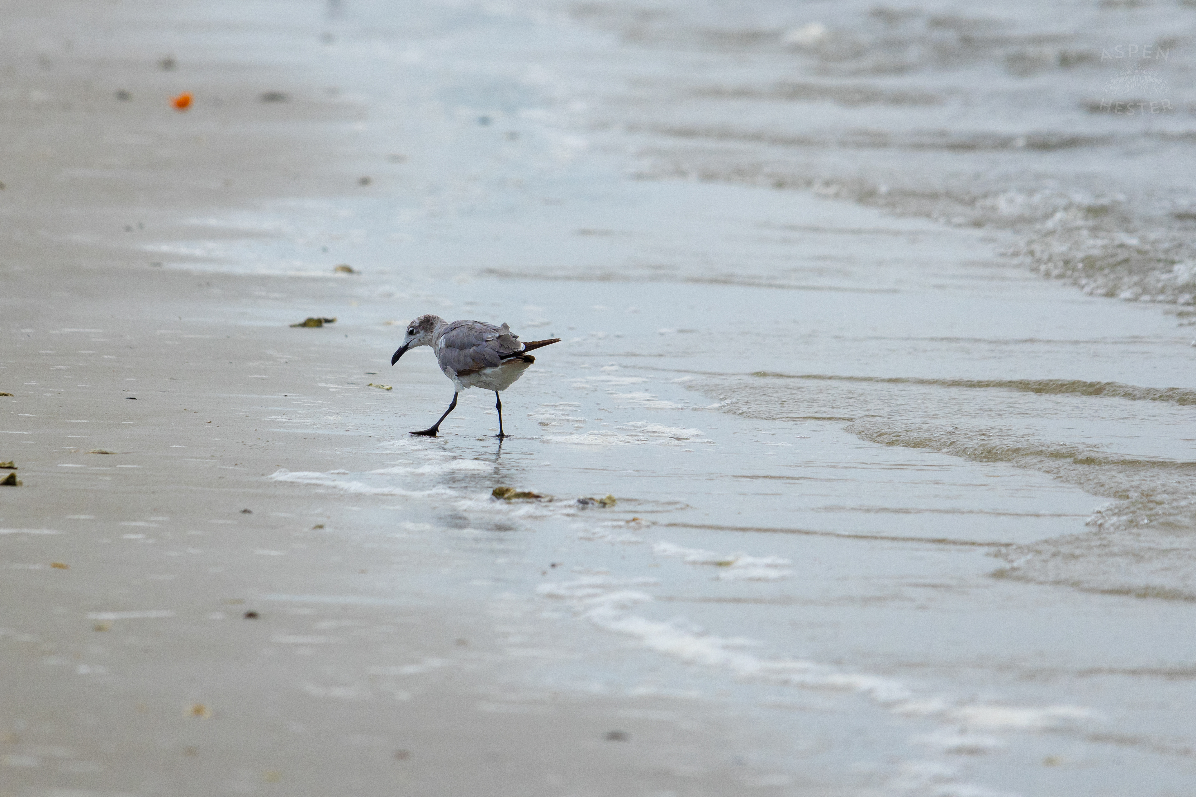 Seagull On Tybee Island Georgia. June 24th, 2024/Aspen Hester