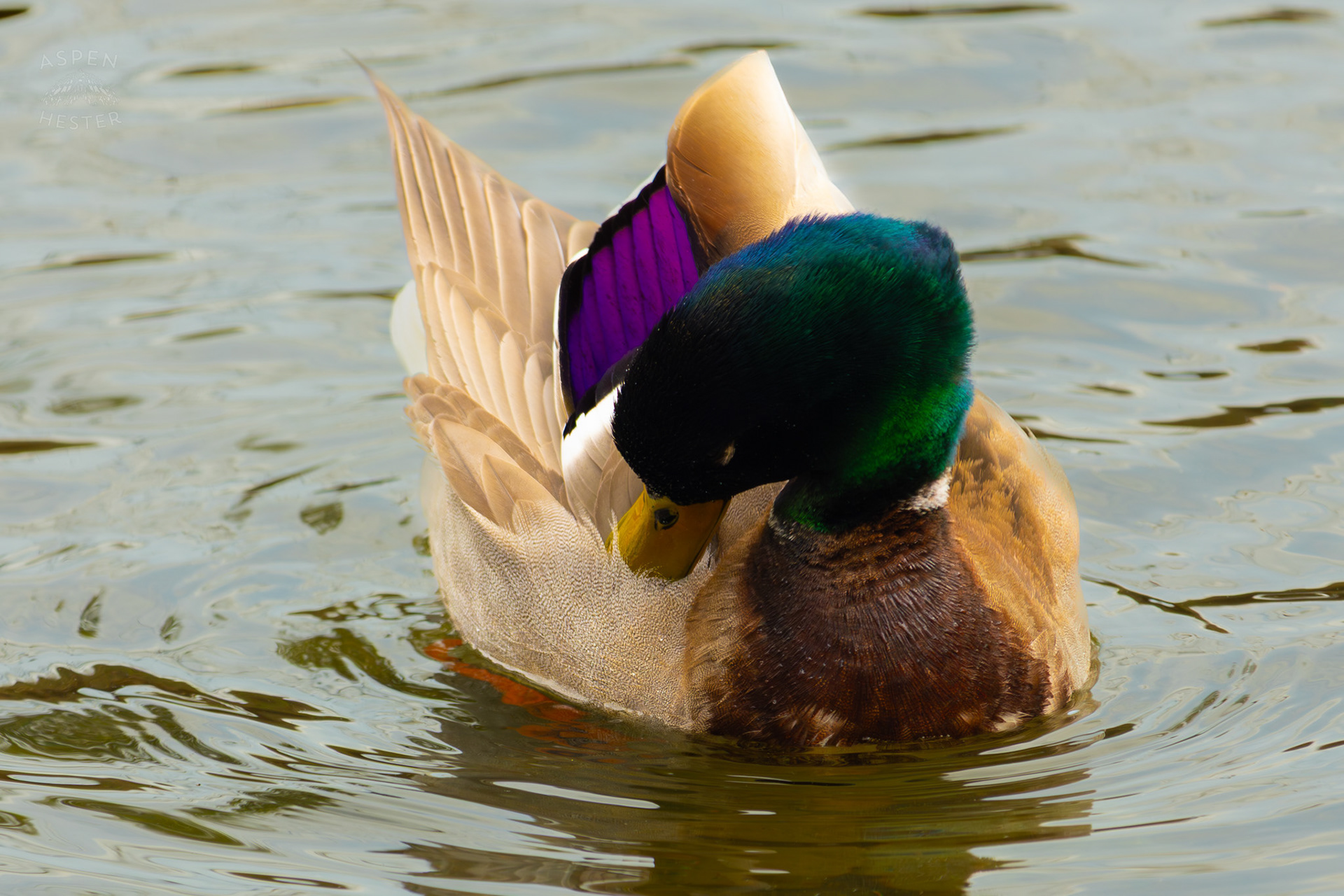 A Male Mallard Preens in Middle Fork Beargrass Creek Where It Runs Through Brown Park. April 14th, 2025/Aspen Hester