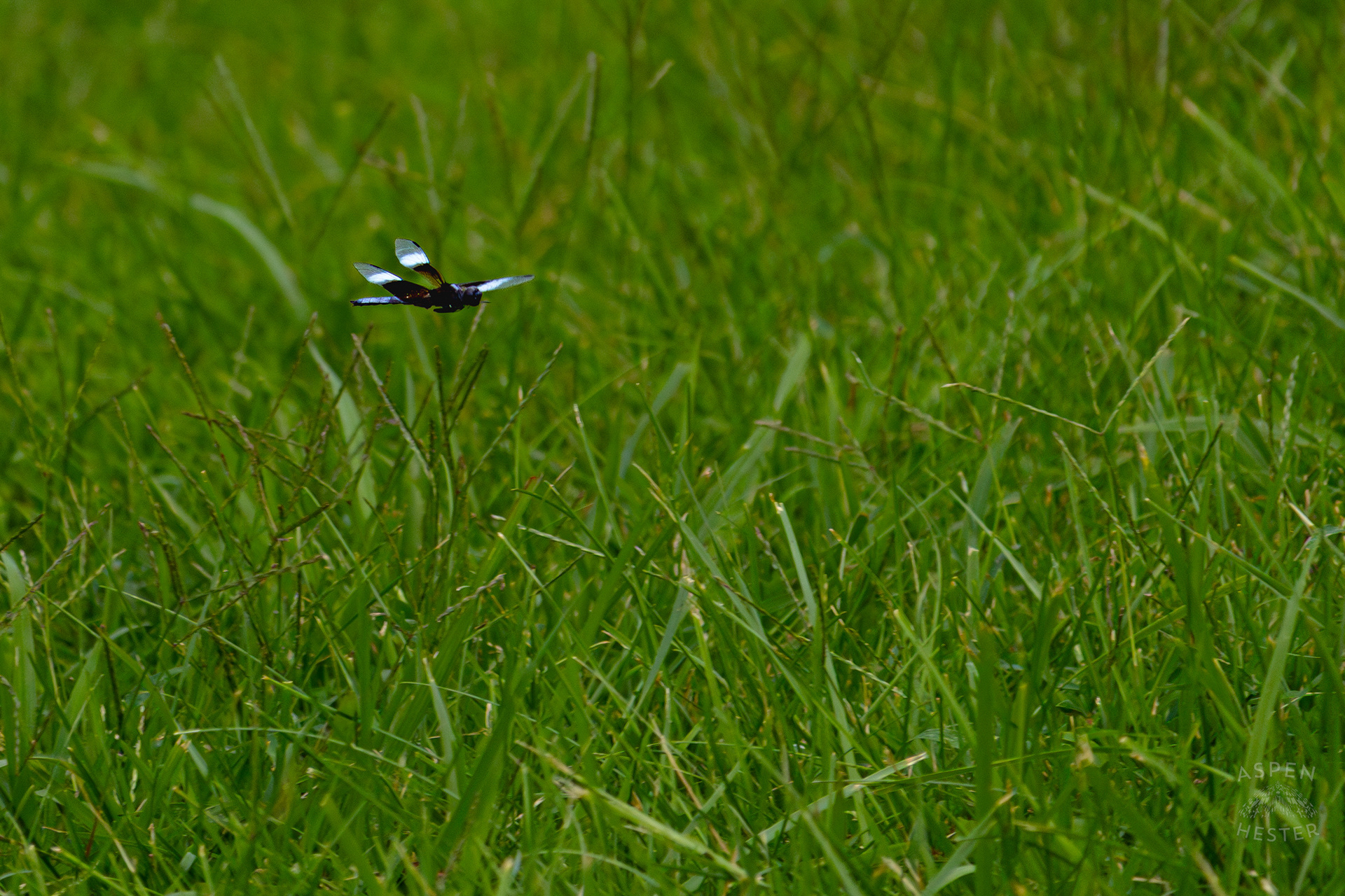 A Widow Skimmer Dragonfly Skimming The Grass in Wendell Moore Park. August 12th, 2024/Aspen Hester