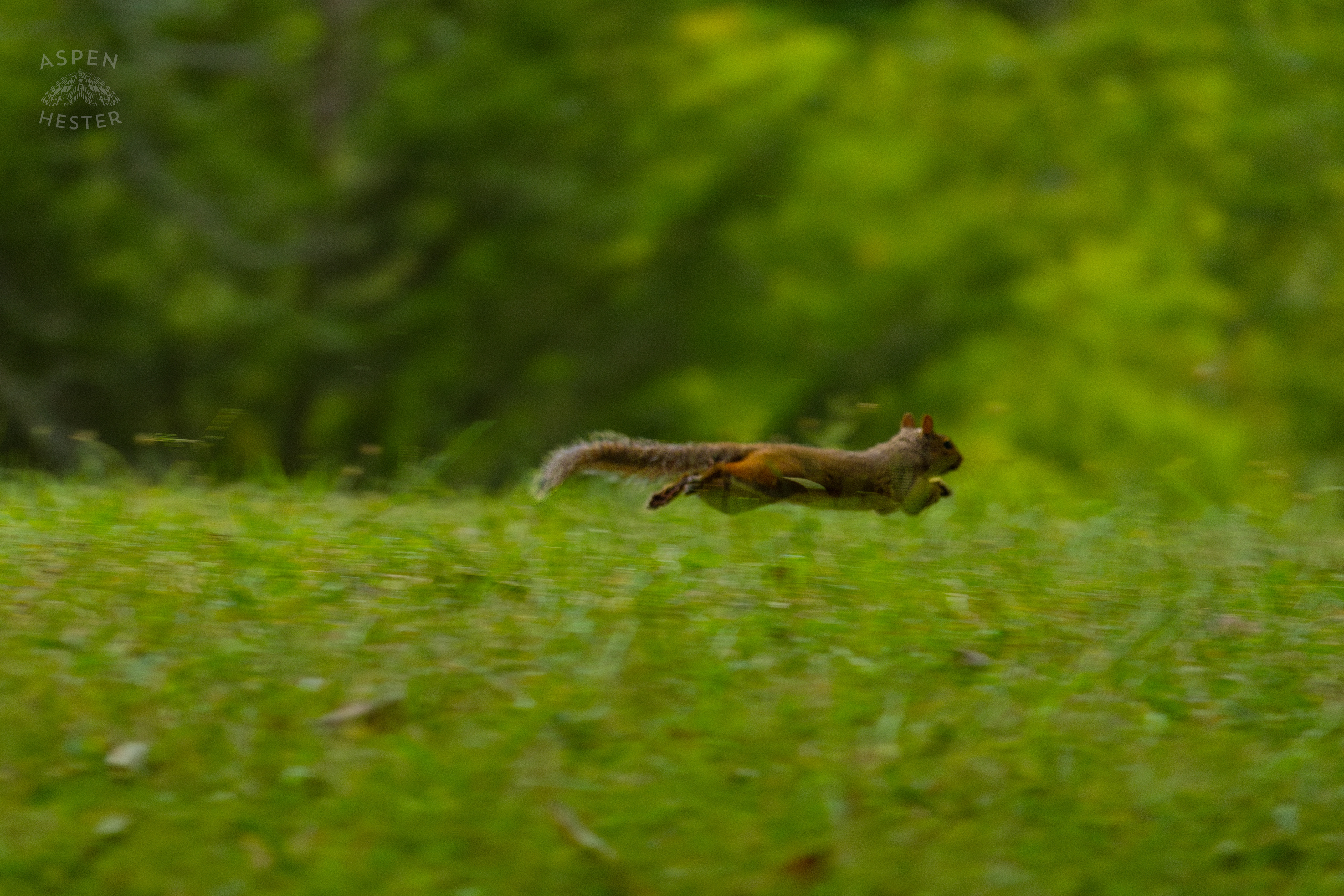 A Squirrel Runs Through Wendell Moore Park. August 12th, 2024/Aspen Hester