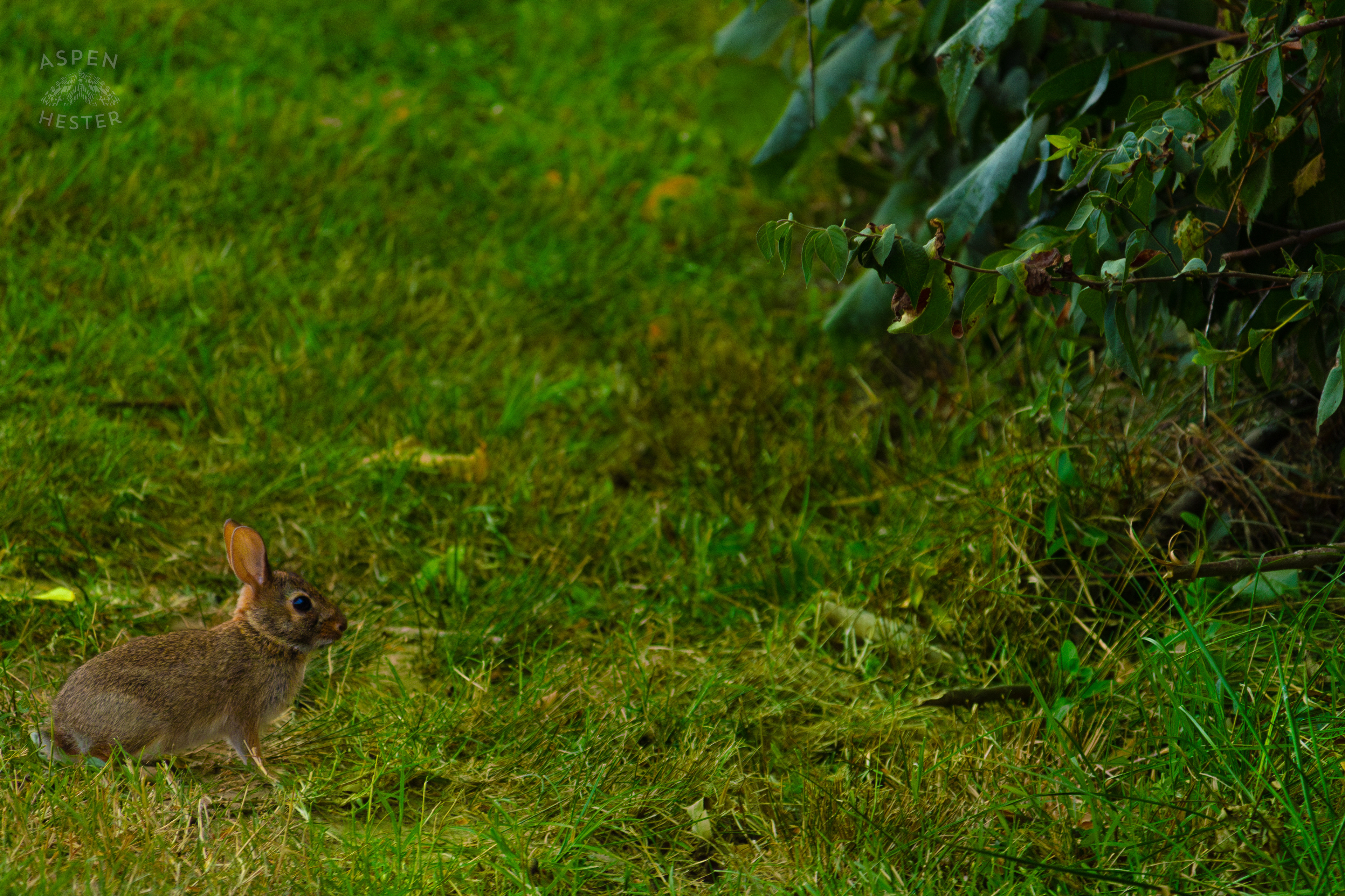 An Eastern Cottontail Rabbit in Wendell Moore Park. August 12th, 2024/Aspen Hester