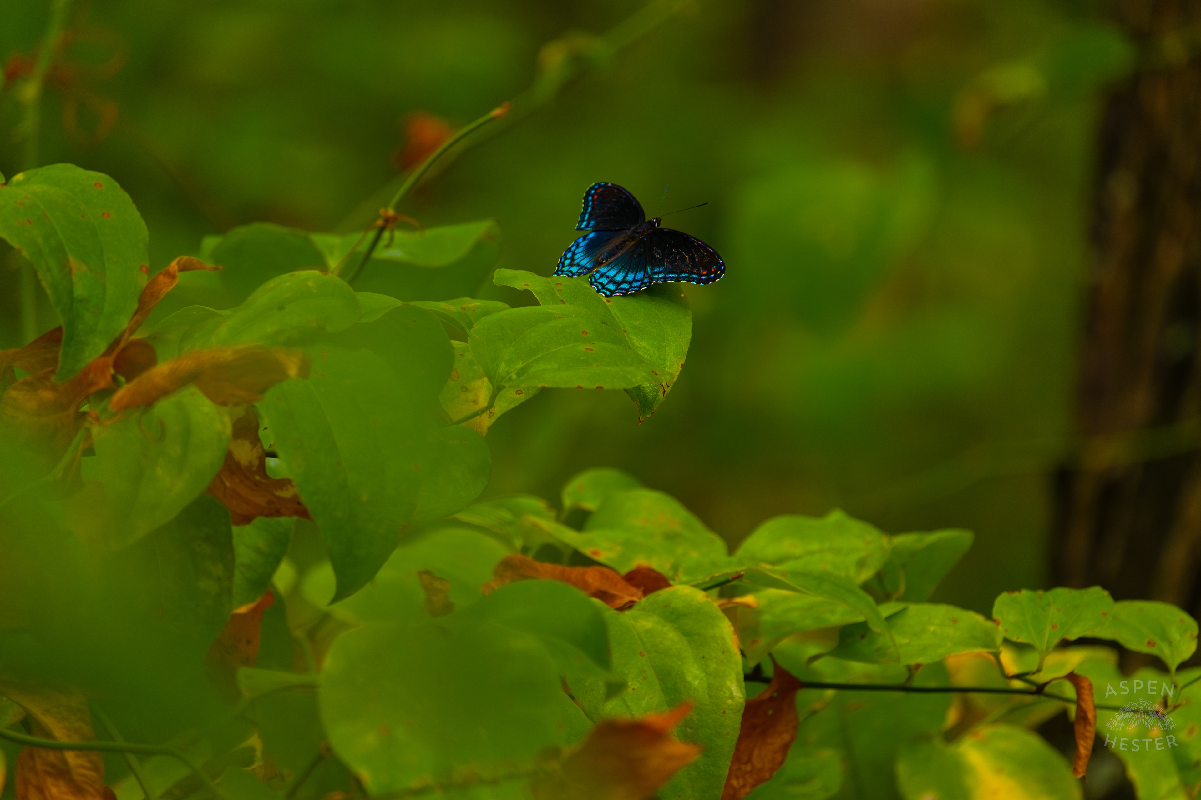 A Red-Spotted Admiral Butterfly Sits on A Bush Inside Jefferson Memorial Forest. September 3rd, 2024/Aspen Hester