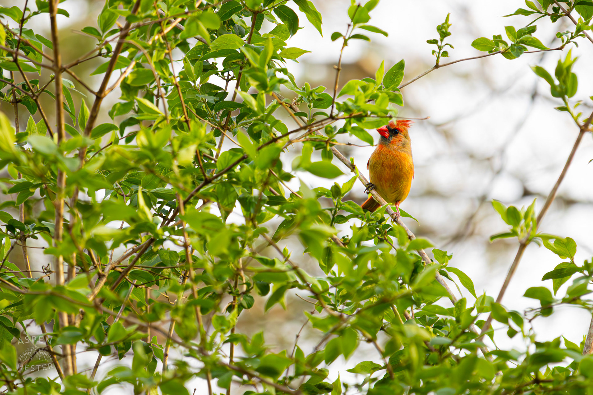 A Female Cardinal Perches on A Branch in My Neighbor's Yard. March 29th, 2026/Aspen Hester