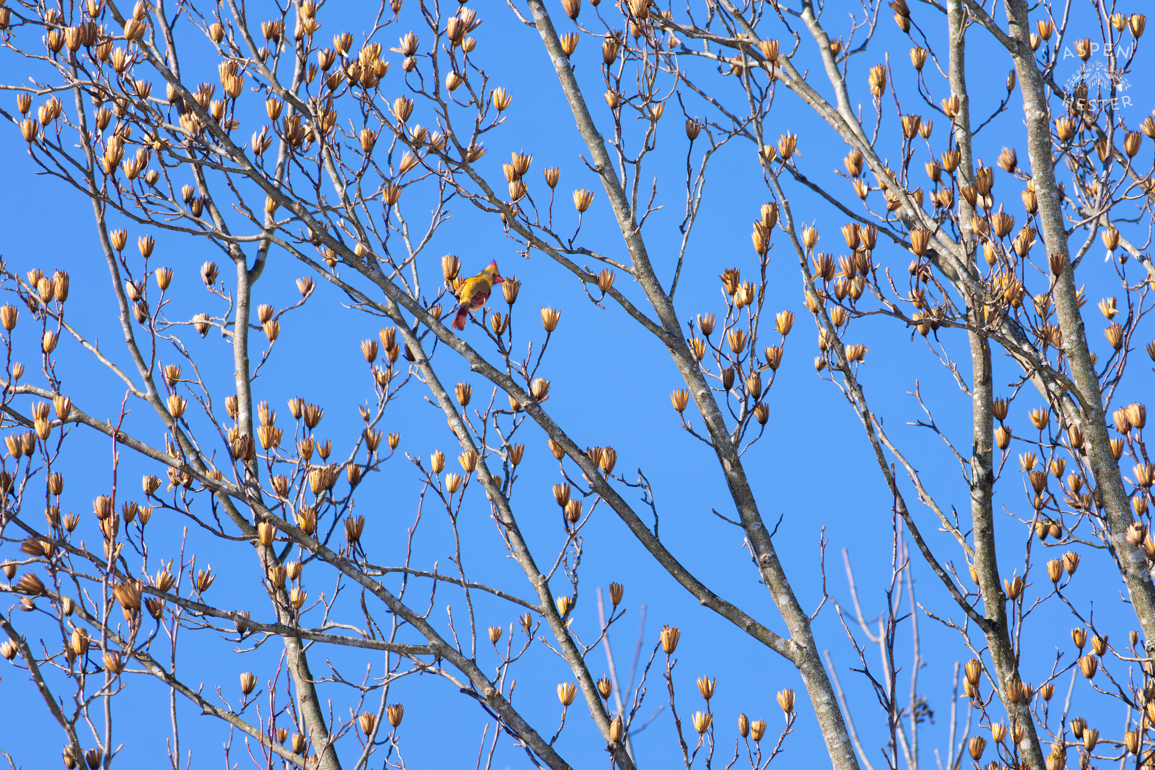 A Bright Female Cardinal Sits in A Tulip Tree in my Backyard. January 13th, 2025/Aspen Hester