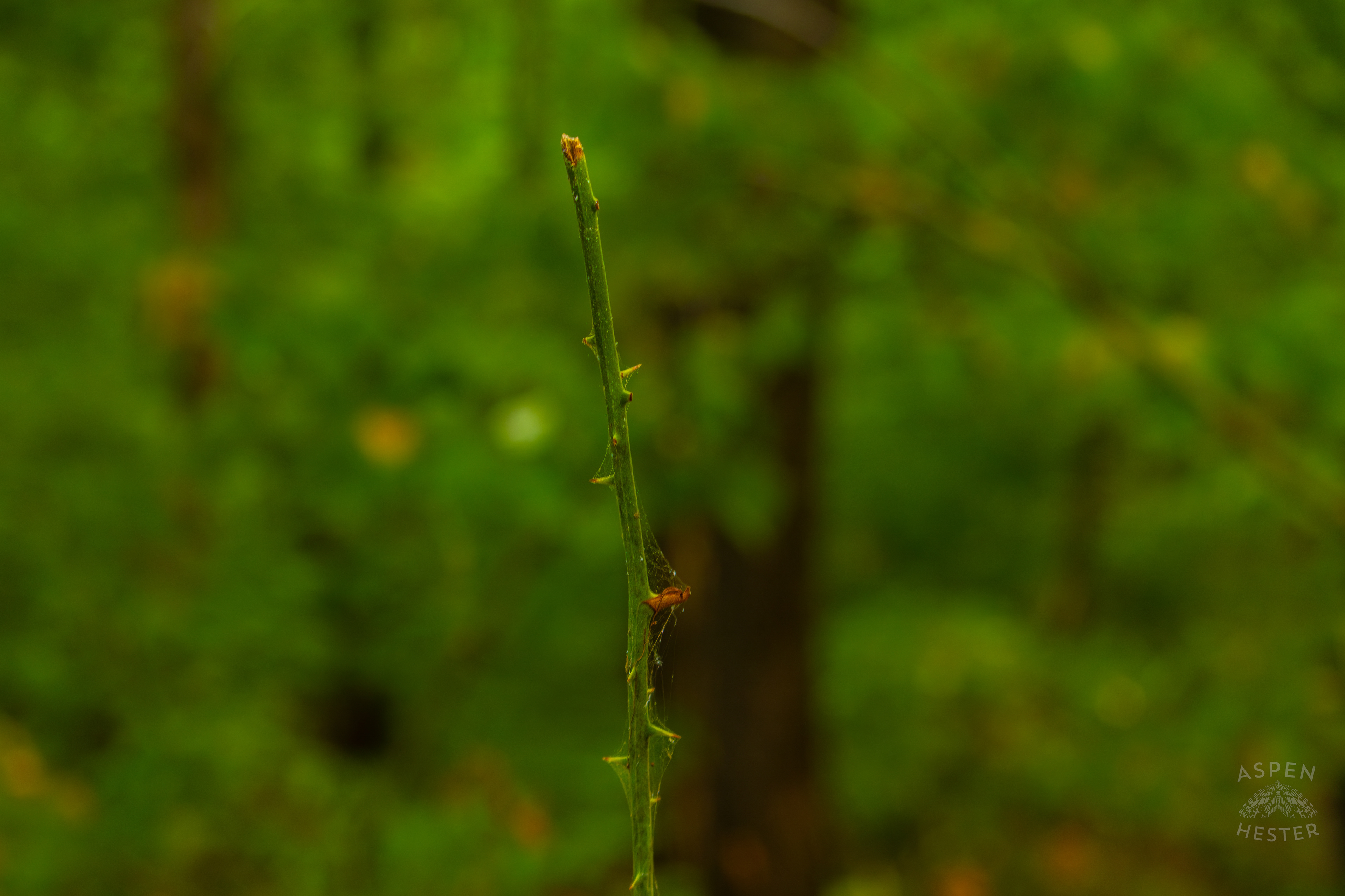 Thorns Dotting The Edges of Paths Running Through the Inside of Jefferson Memorial Forest. September 3rd, 2024/Aspen Hester