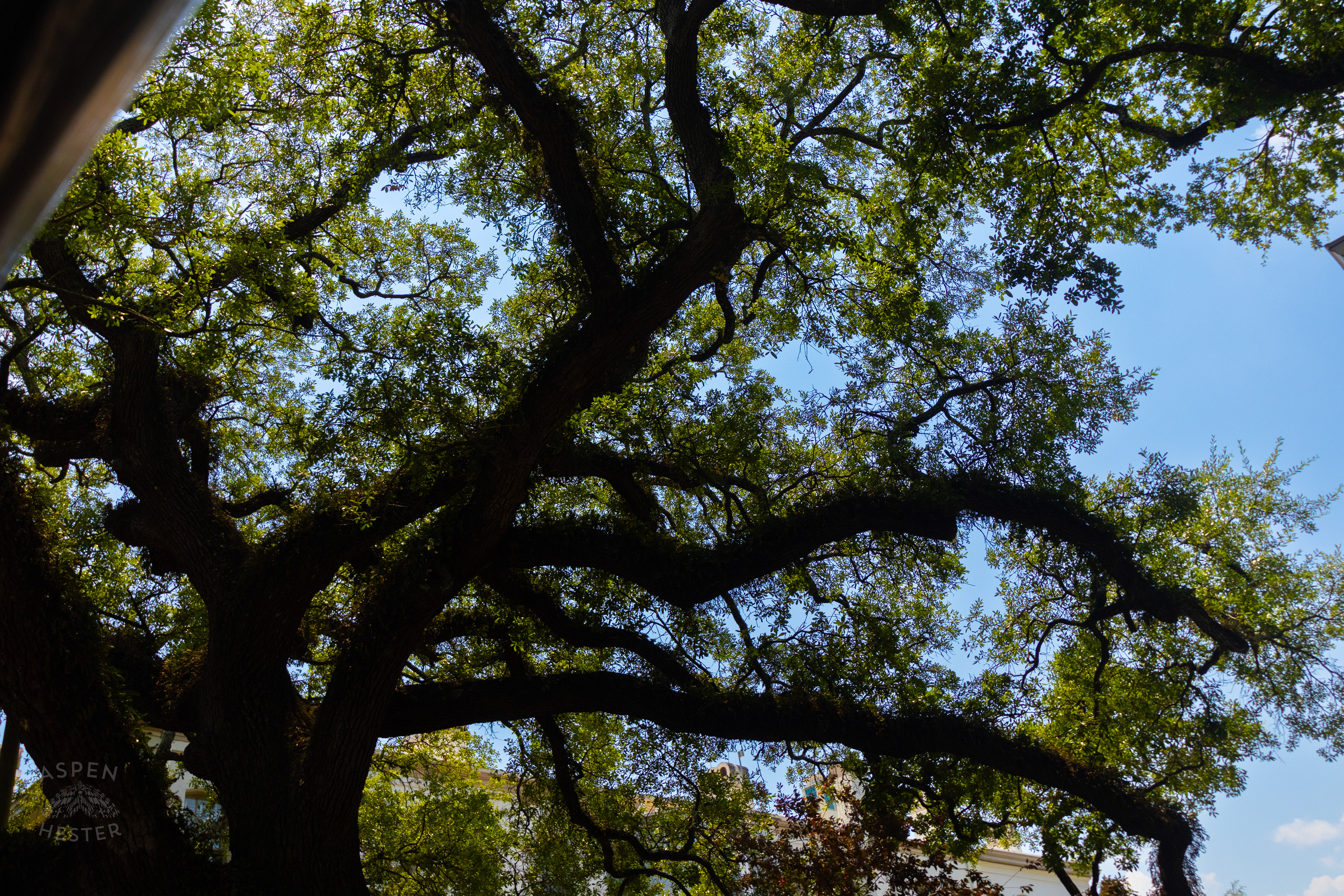 Oak Tree in Savannah Georgia. June 26th, 2024/Aspen Hester