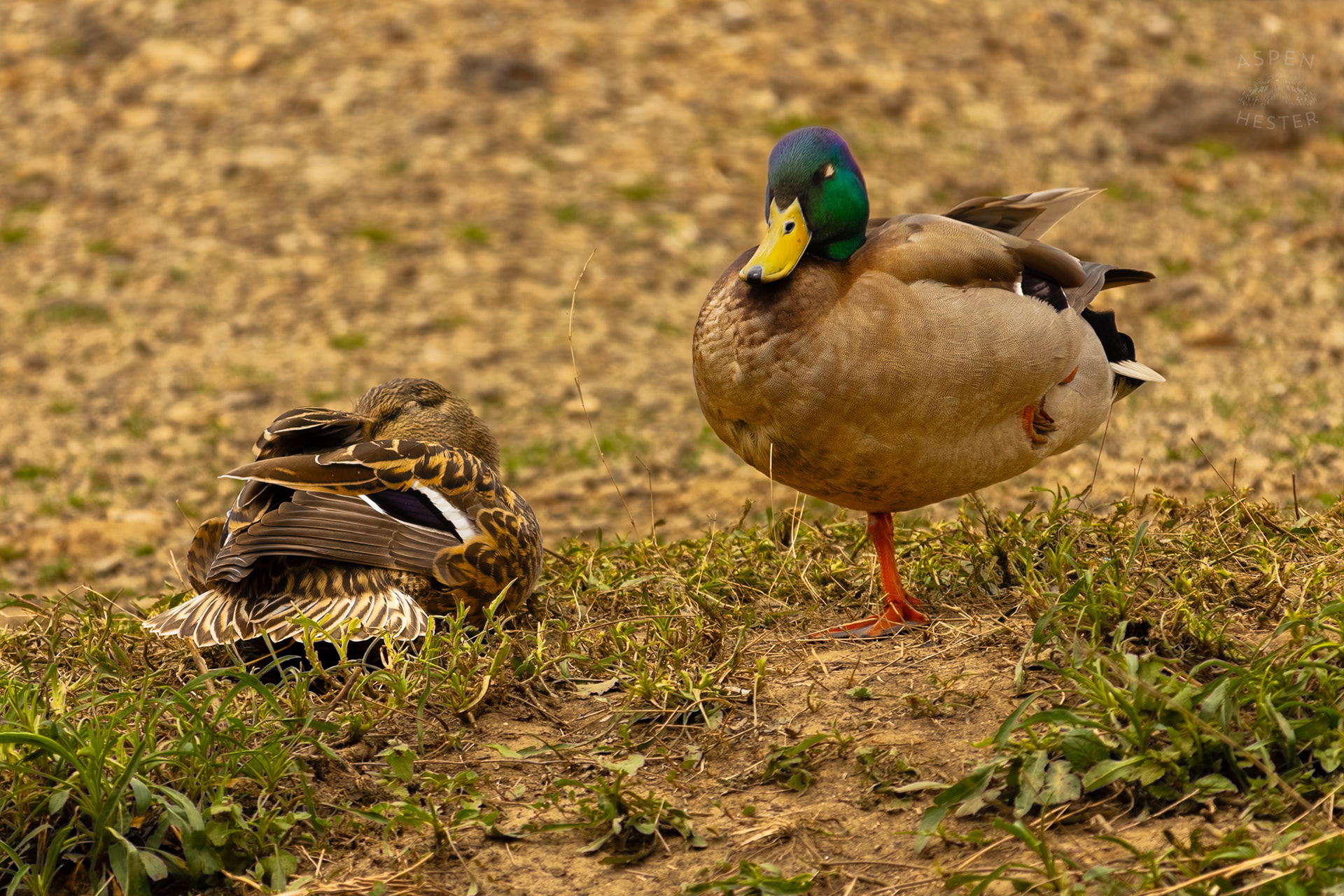 A Female and Male Mallard Rest on The Banks of Middle Fork Beargrass Creek Where It Runs Through Brown Park. April 14th, 2025/Aspen Hester