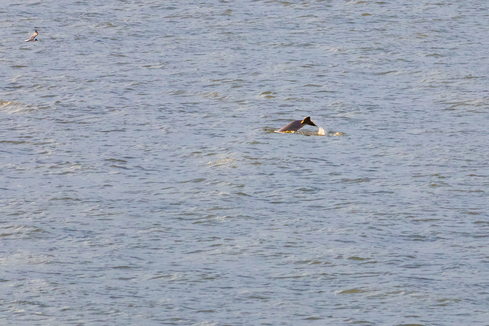 Bottlenosed Atlantic Dolphin Splashes Off The Coast of Tybee Island Georgia. June 23rd, 2024/Aspen Hester