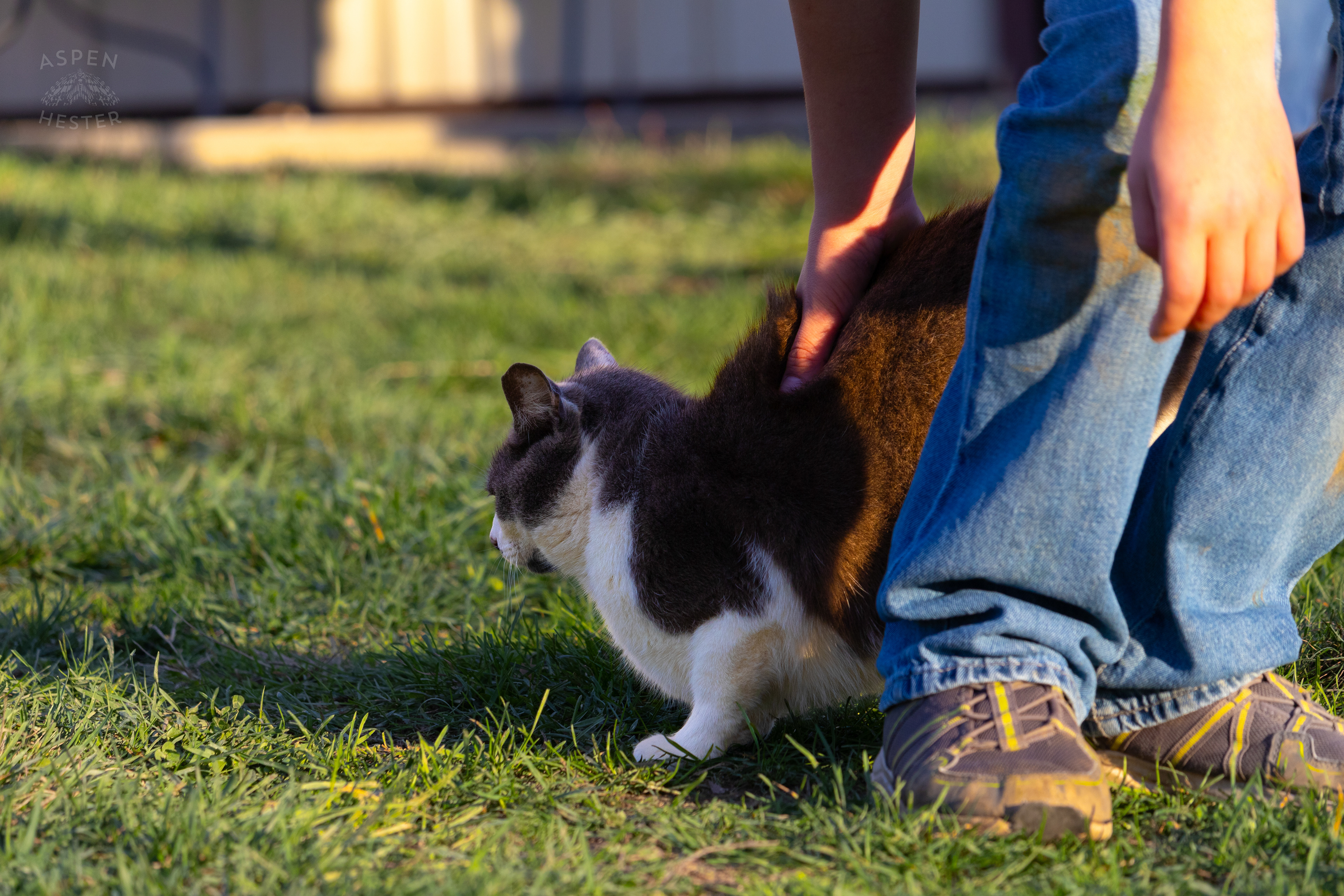 Barn Cat Catboy Stealing Attention From All The Customers  on Skinner Farms Thanksgiving Turkey Pick Up Day. November 24th, 2024/Aspen Hester
