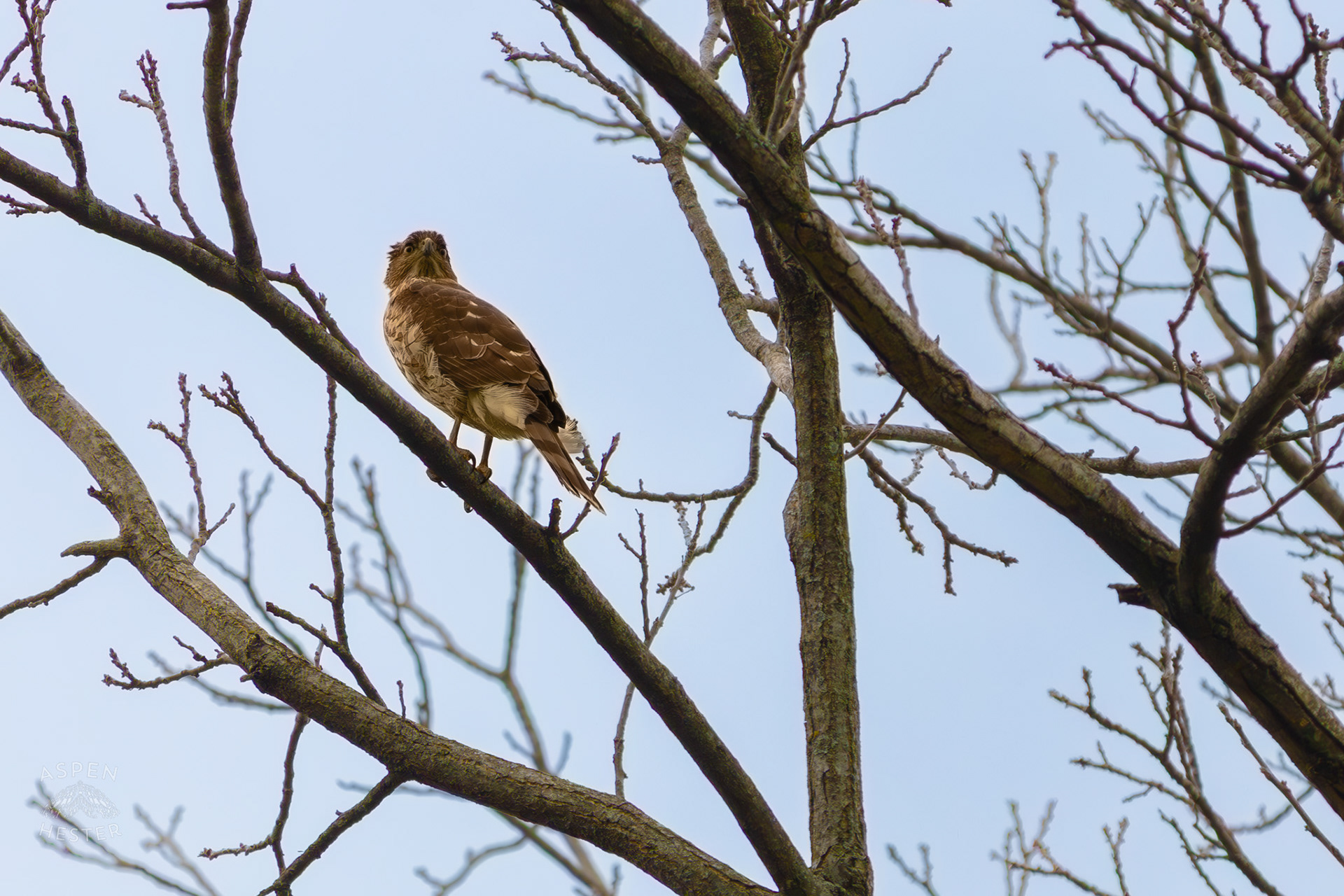 A Red Tailed Hawk Rotates Its Head Nearly 180 Degrees to Watch The Ground From High Up in Brown Park. April 14th, 2025/Aspen Hester 