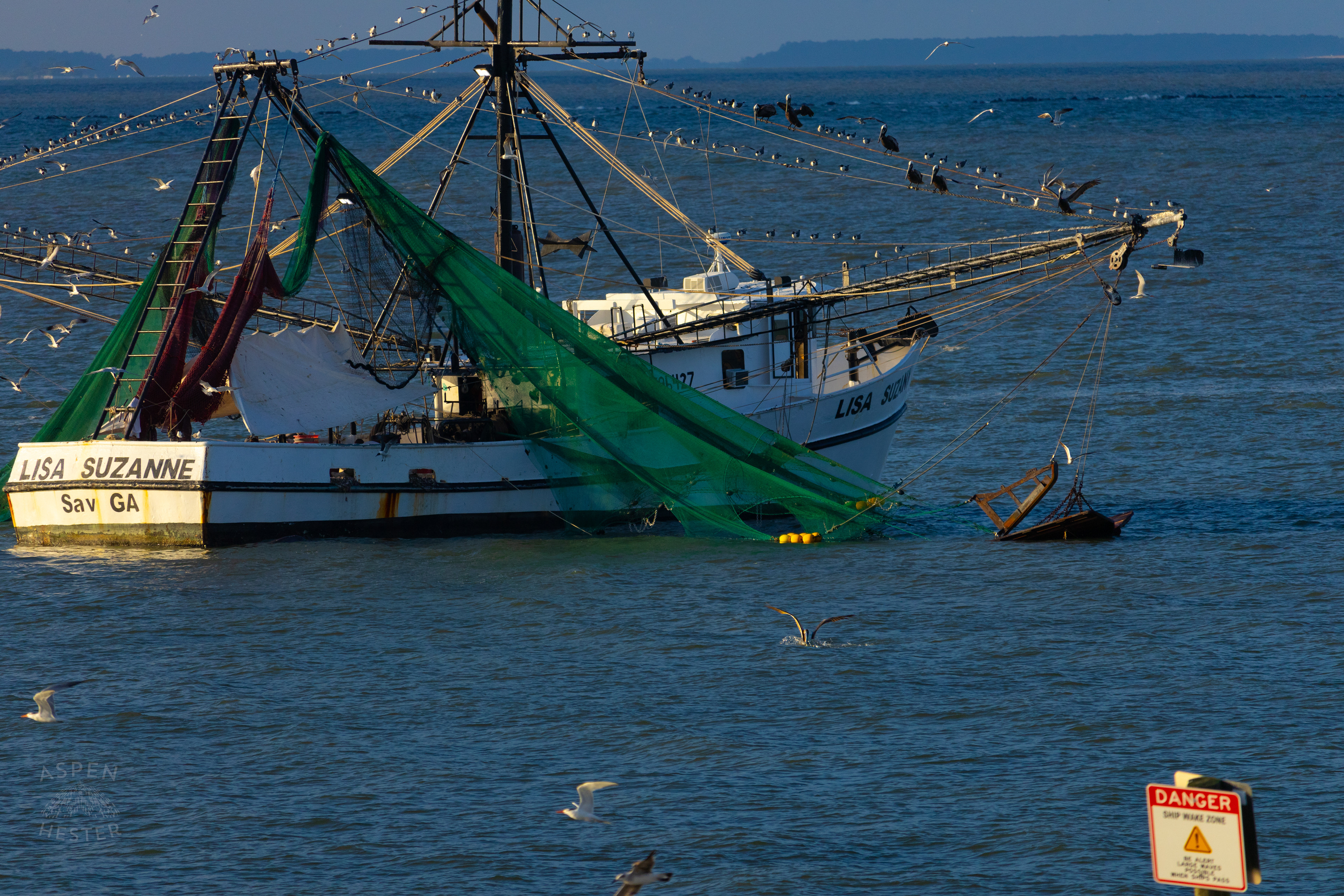 Birds Flock and Dolphins Swim Around The 'Lisa Suzanne' Off The Coast of Tybee Island Georgia. June 23rd, 2024/Aspen Hester