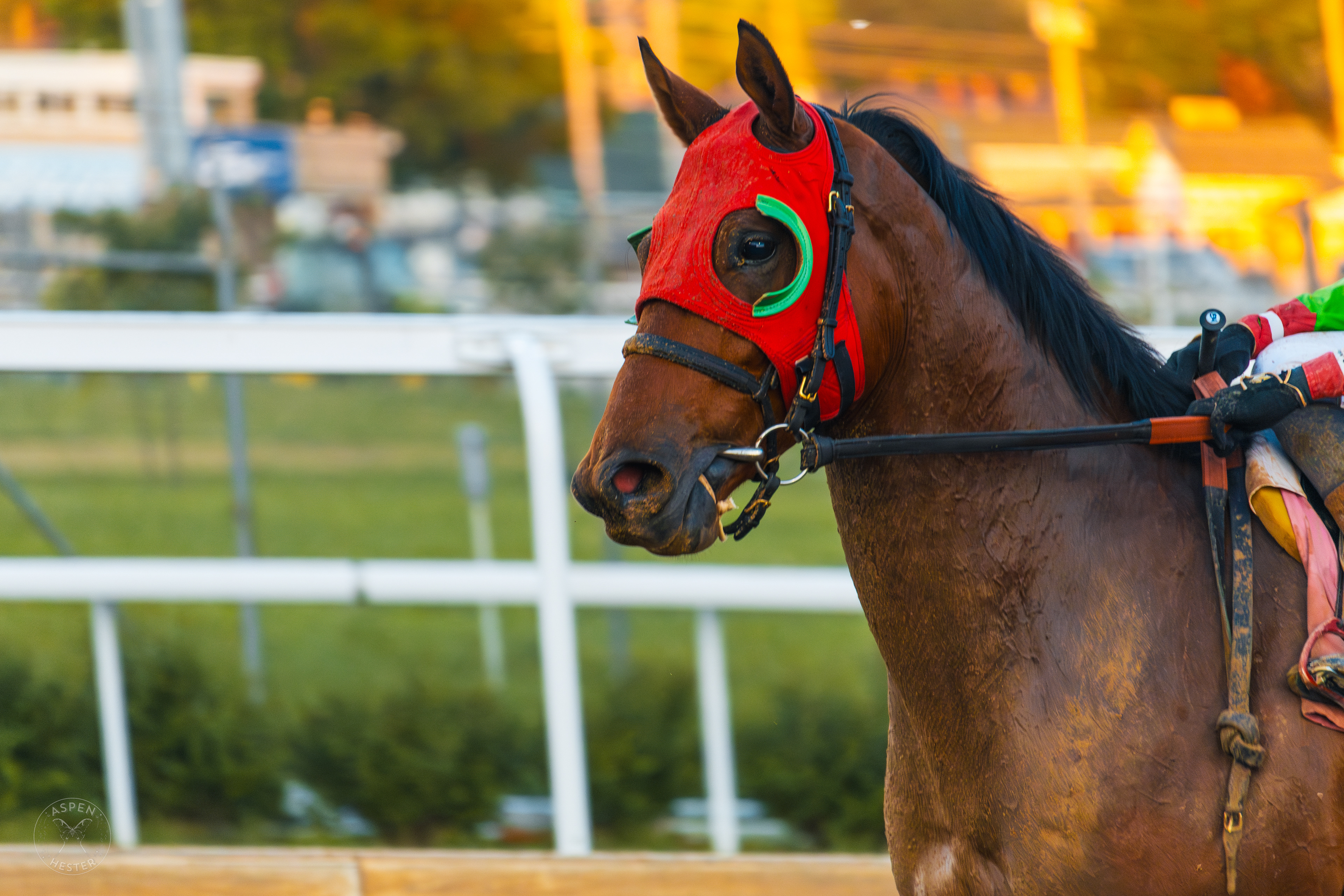 A Horse Racing at Downs After Dark. May 18th, 2024/Aspen Hester