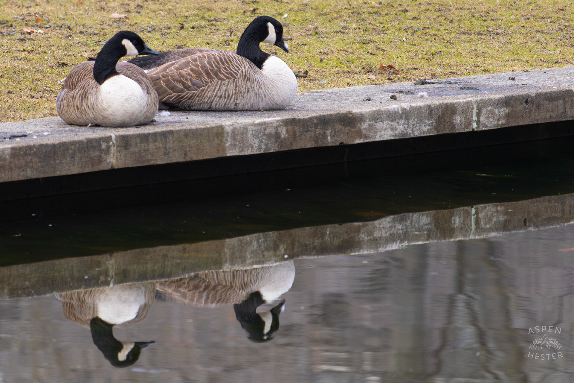 Geese Admire Their Reflection in Lake Elizabeth Outside The National Aviary in Pittsburgh Pennsylvania. February 26th, 2025/Aspen Hester