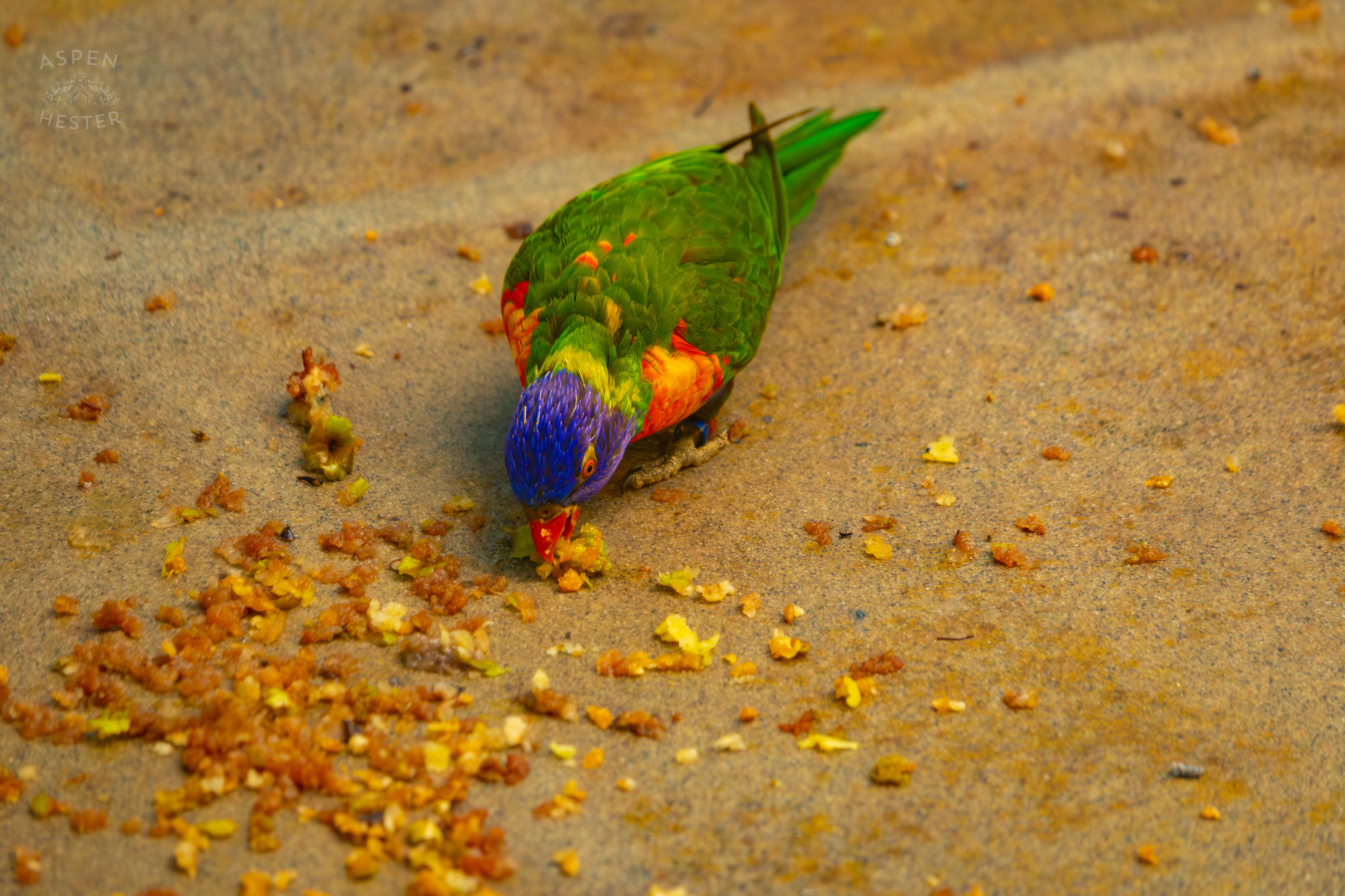 A Rainbow Lorikeet Feeds From The Ground in Canary's Call Inside The National Aviary in Pittsburgh Pennsylvania. February 26th, 2025/Aspen Hester
