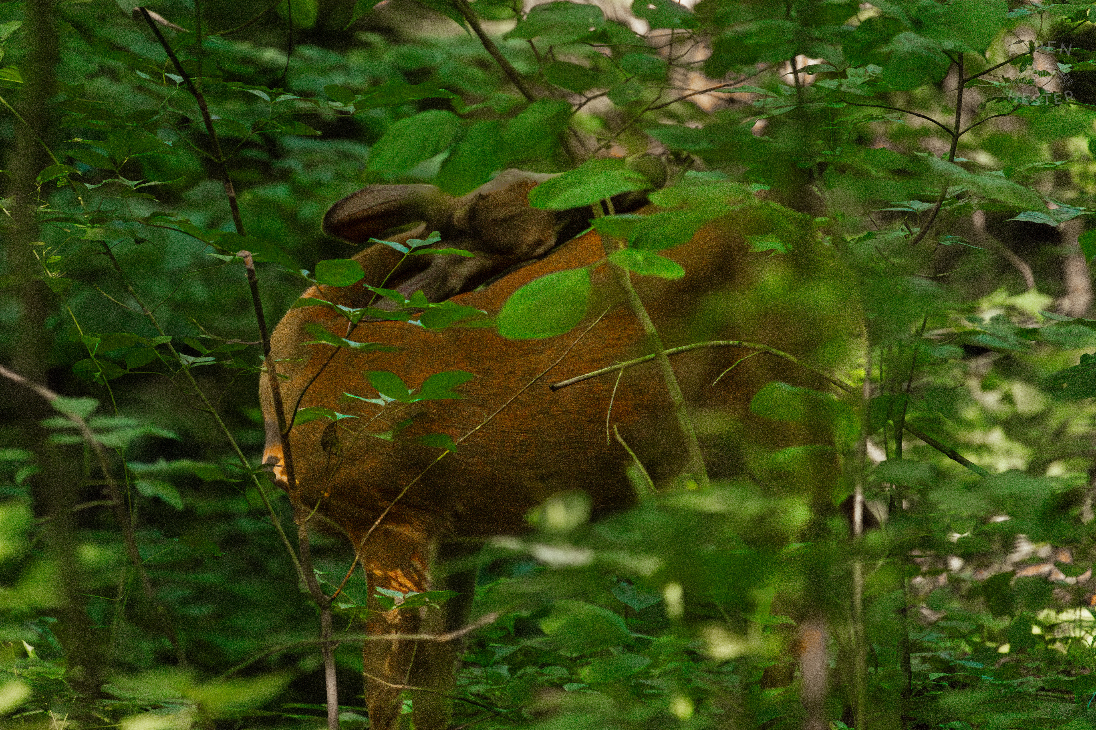 White Tailed Deer Foraging Deep in the Foliage of Cherokee Park. June 11th, 2024/Aspen Hester