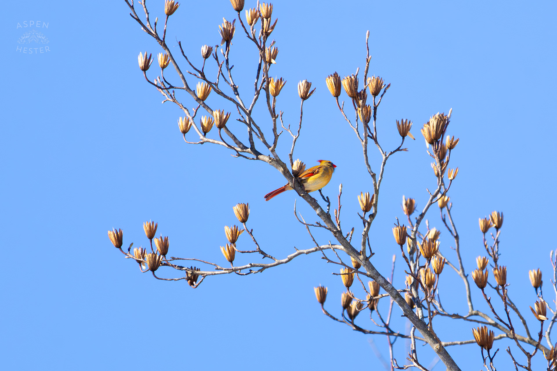 A Bright Female Cardinal Sits in A Tulip Tree in my Backyard. January 13th, 2025/Aspen Hester