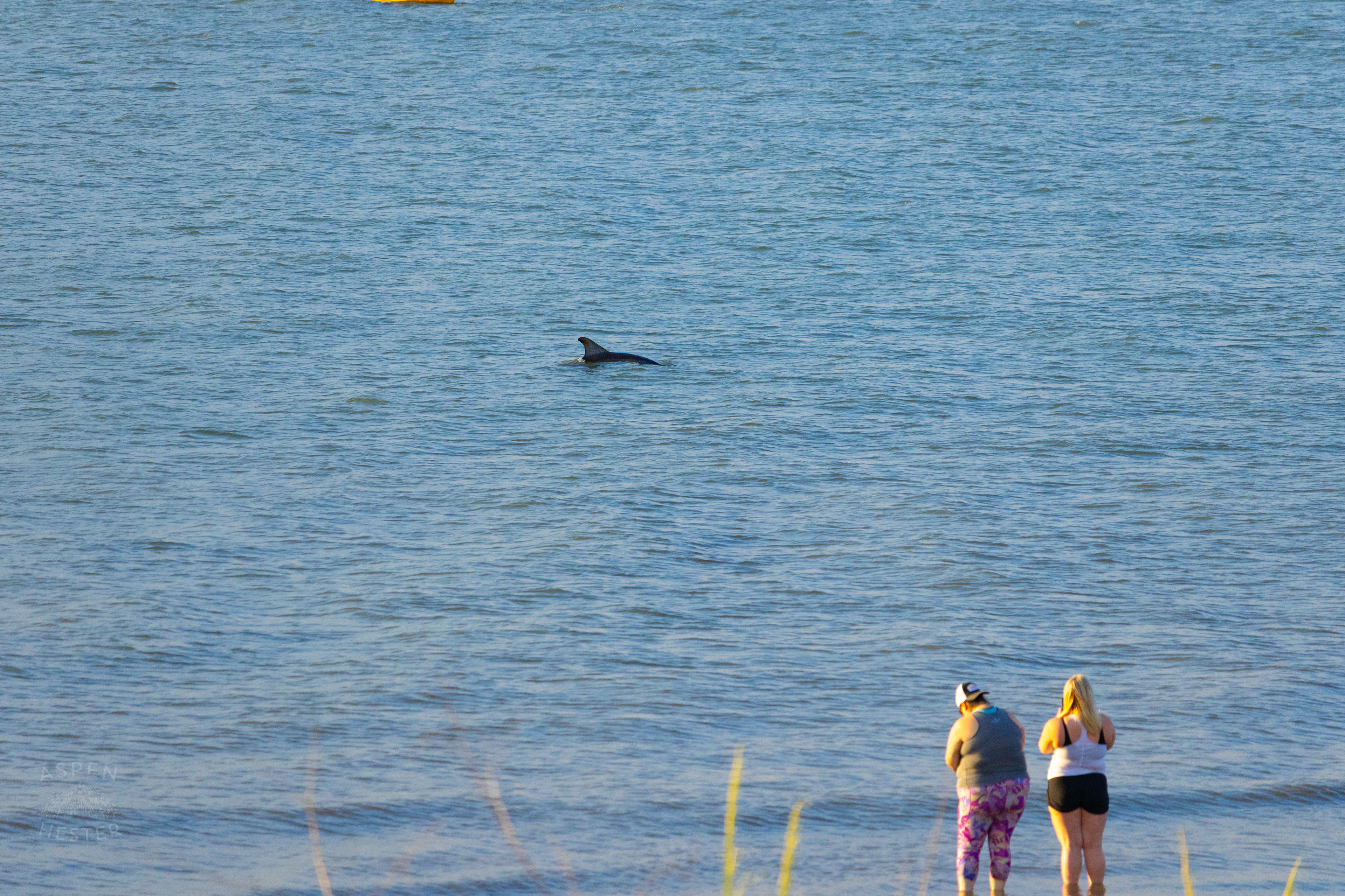 Bottlenosed Atlantic Dolphin Splashes Off The Coast of Tybee Island Georgia. June 23rd, 2024/Aspen Hester