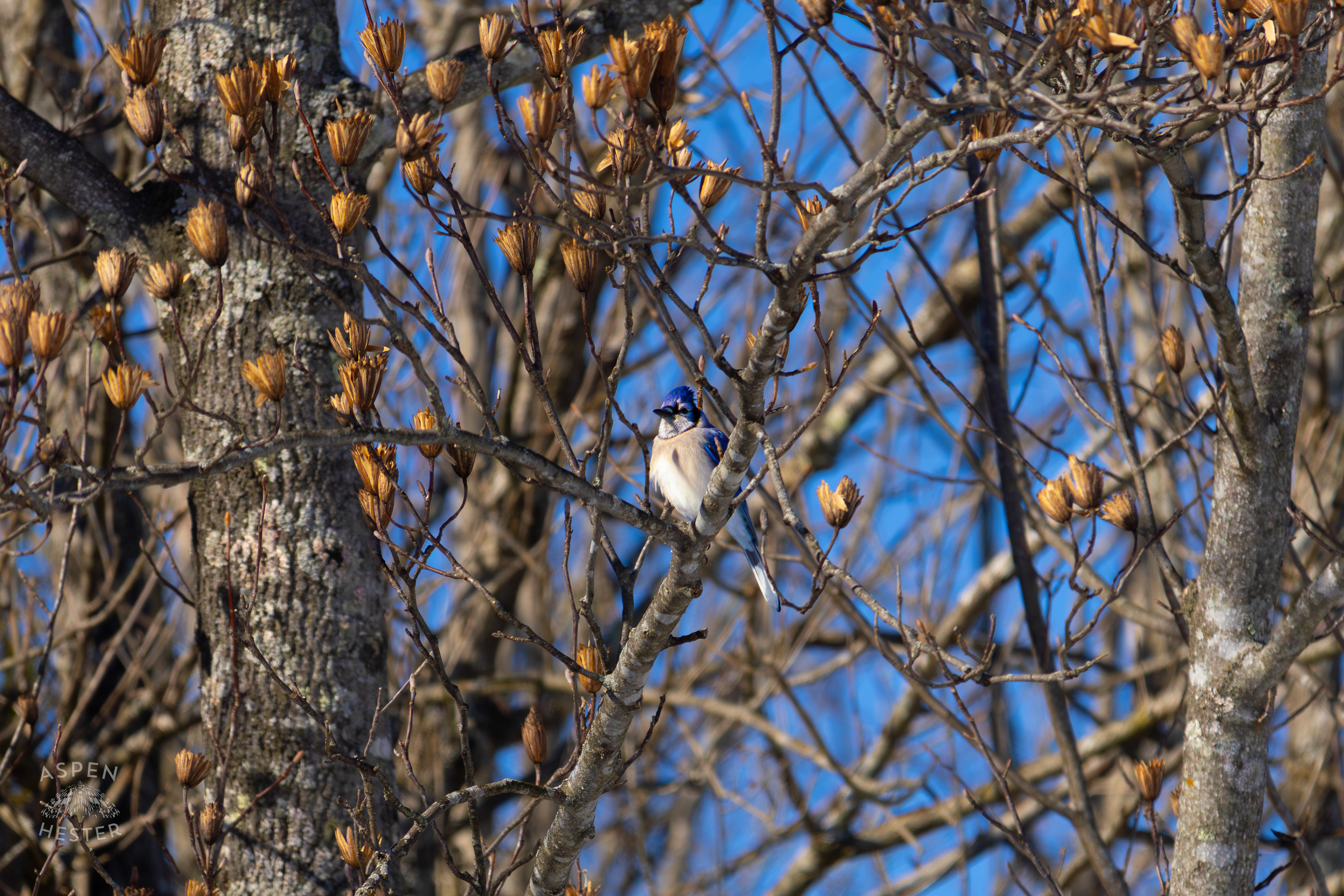 A Blue Jay Sits in A Tulip Tree in The Snowy Landscape of my Backyard. January 13th, 2025/Aspen Hester