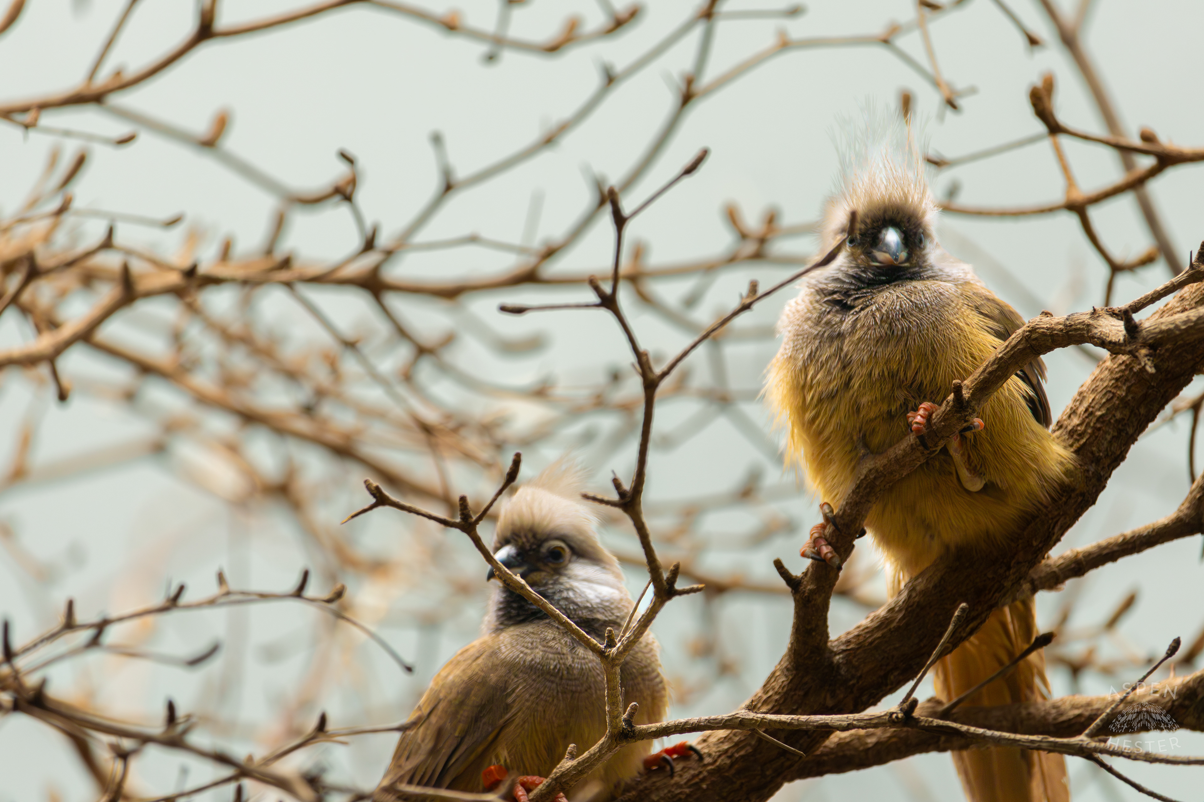 Two Speckled Mousebirds Perch on A Branch in The Grasslands Inside The National Aviary in Pittsburgh Pennsylvania. February 26th, 2025/Aspen Hester