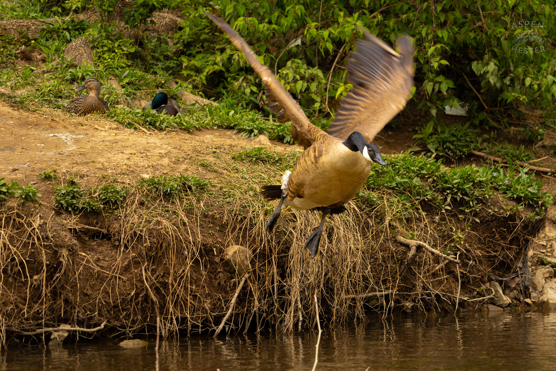 A Goose Flies into Middle Fork Beargrass Creek Where It Runs Through Brown Park. April 14th, 2025/Aspen Hester
