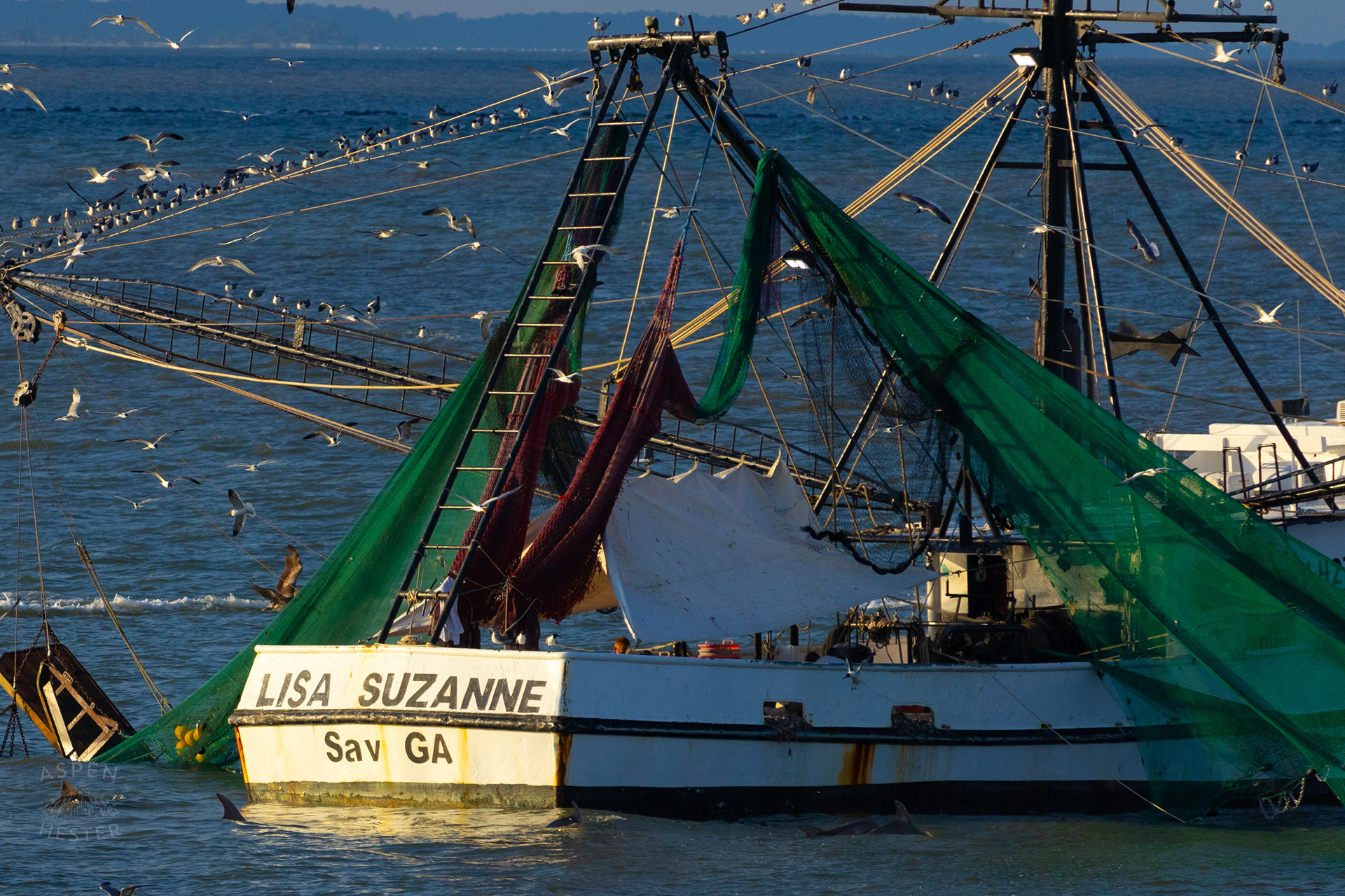 Birds Flock and Dolphins Swim Around The 'Lisa Suzanne' Off The Coast of Tybee Island Georgia. June 23rd, 2024/Aspen Hester