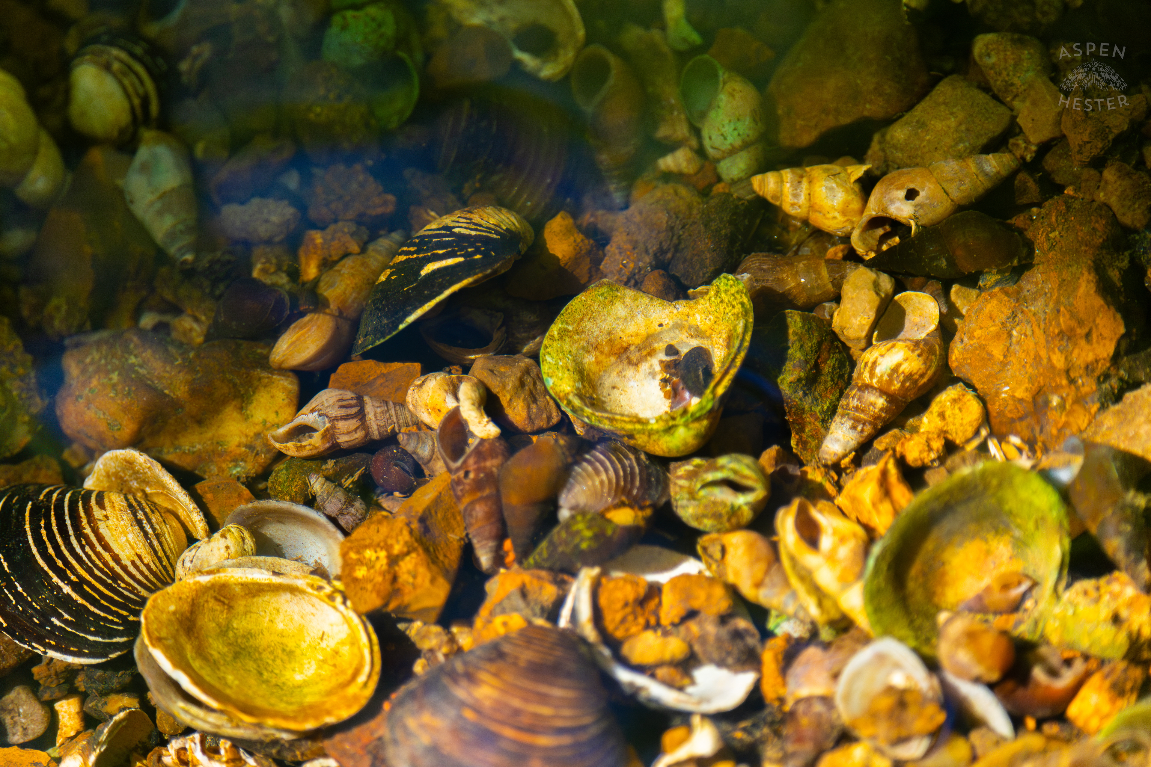 Shells and Pebbles Just Under the Surface of Middle Fork Beargrass Creek in Cherokee Park. May 28th, 2024/Aspen Hester