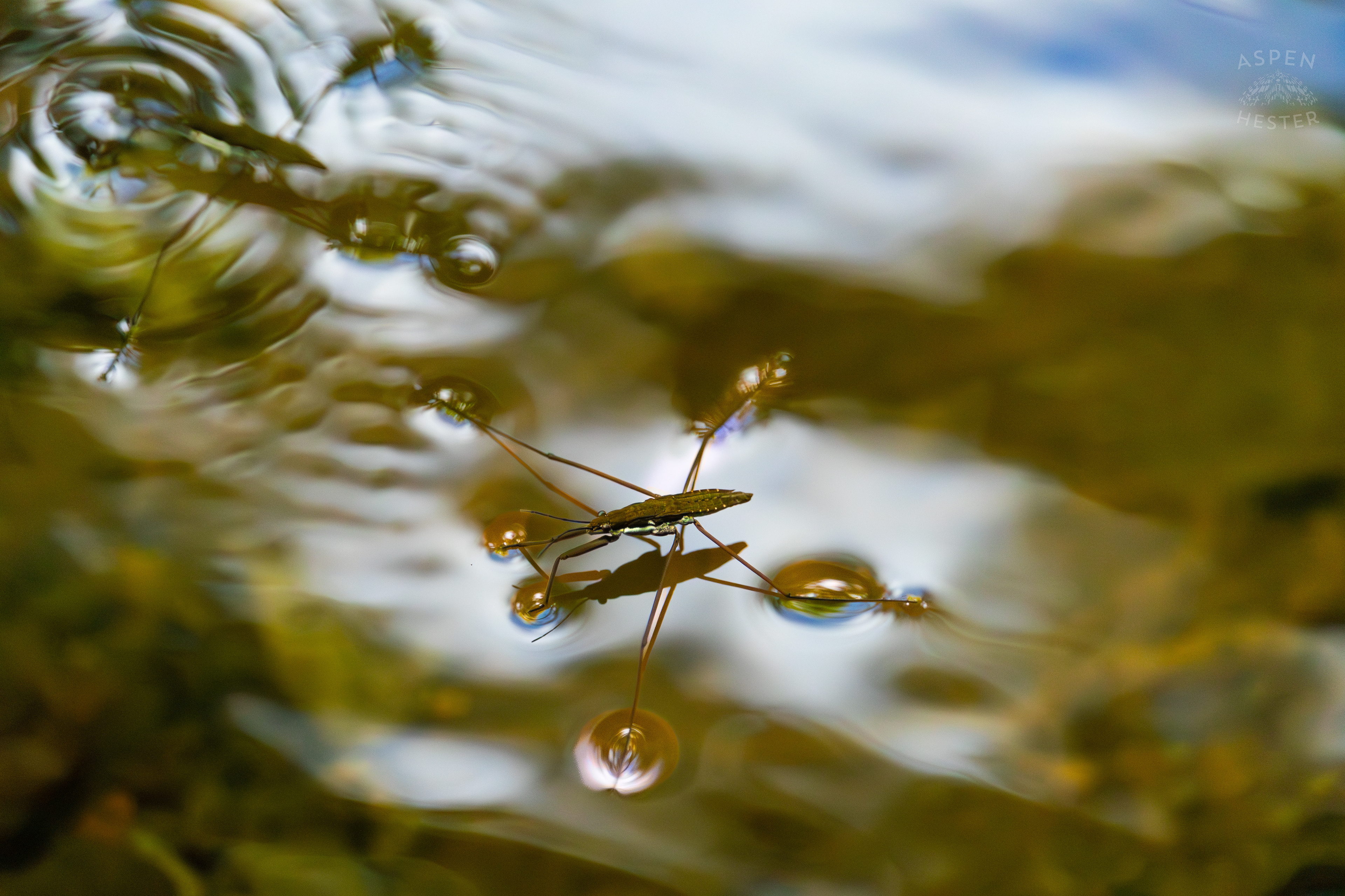 Water Strider on Middle Fork Beargrass Creek in Cherokee Park. May 28th, 2024/Aspen Hester