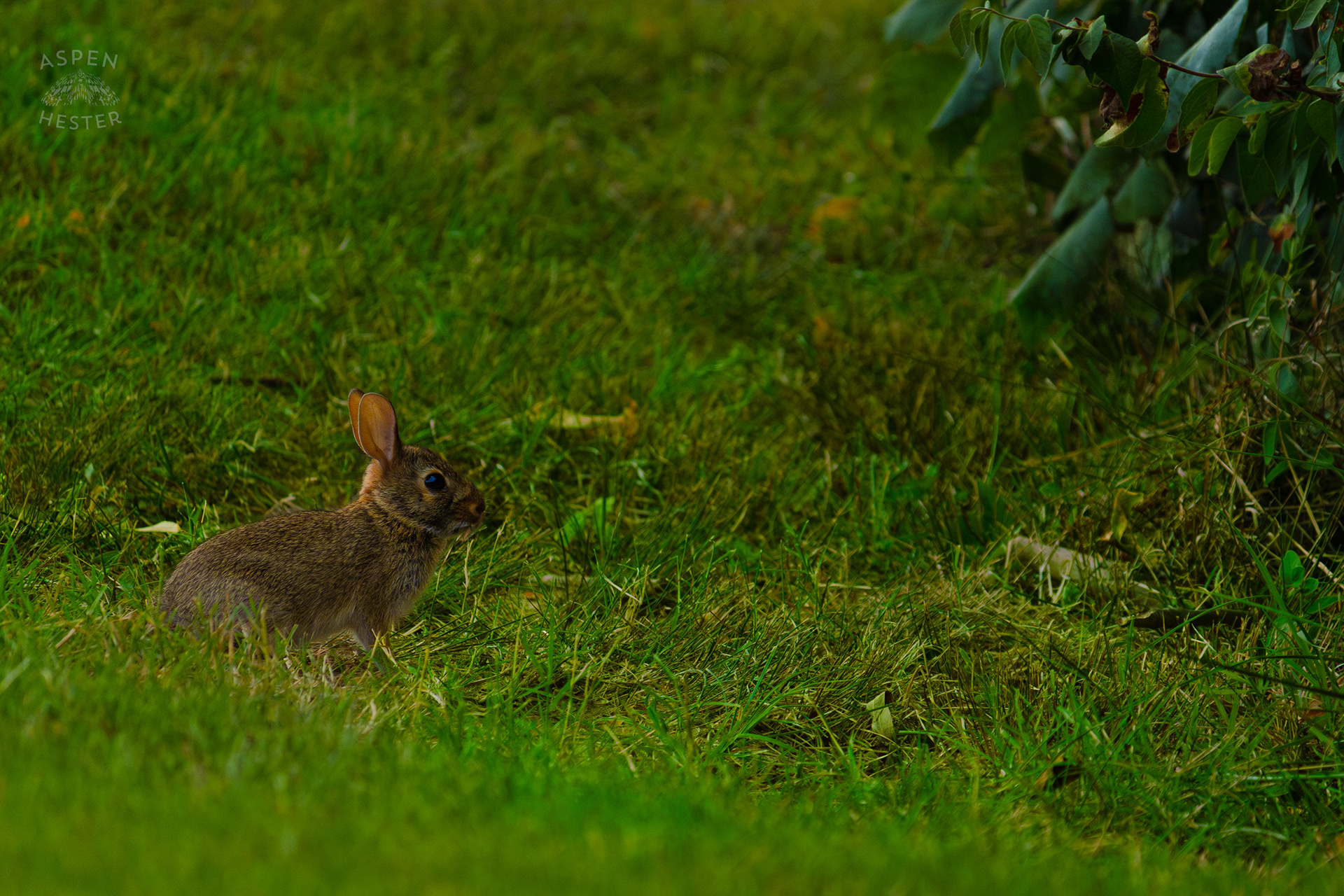 An Eastern Cottontail Rabbit in Wendell Moore Park. August 12th, 2024/Aspen Hester