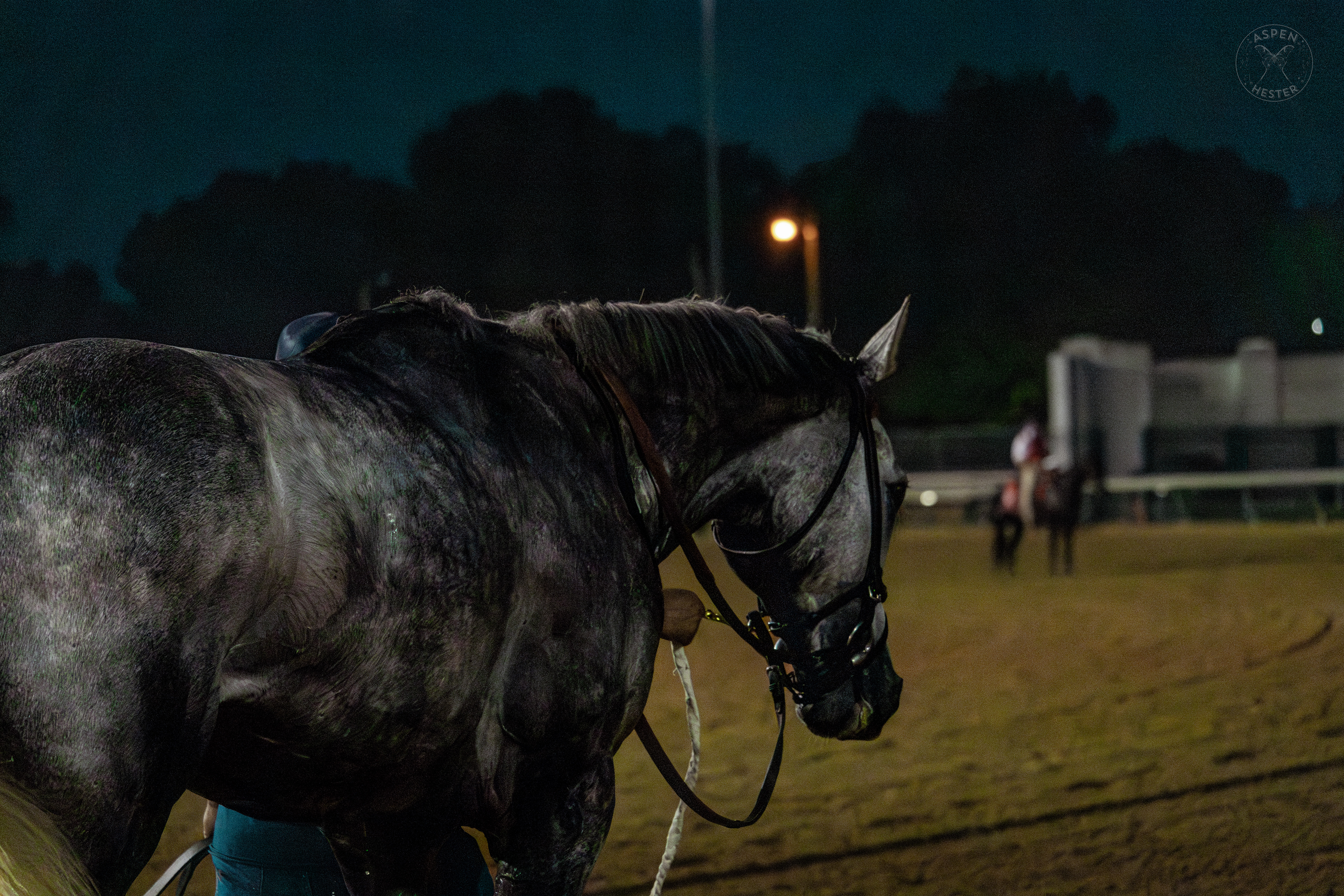 Horse Strolling Down the Track at Downs After Dark. May 18th, 2024/Aspen Hester