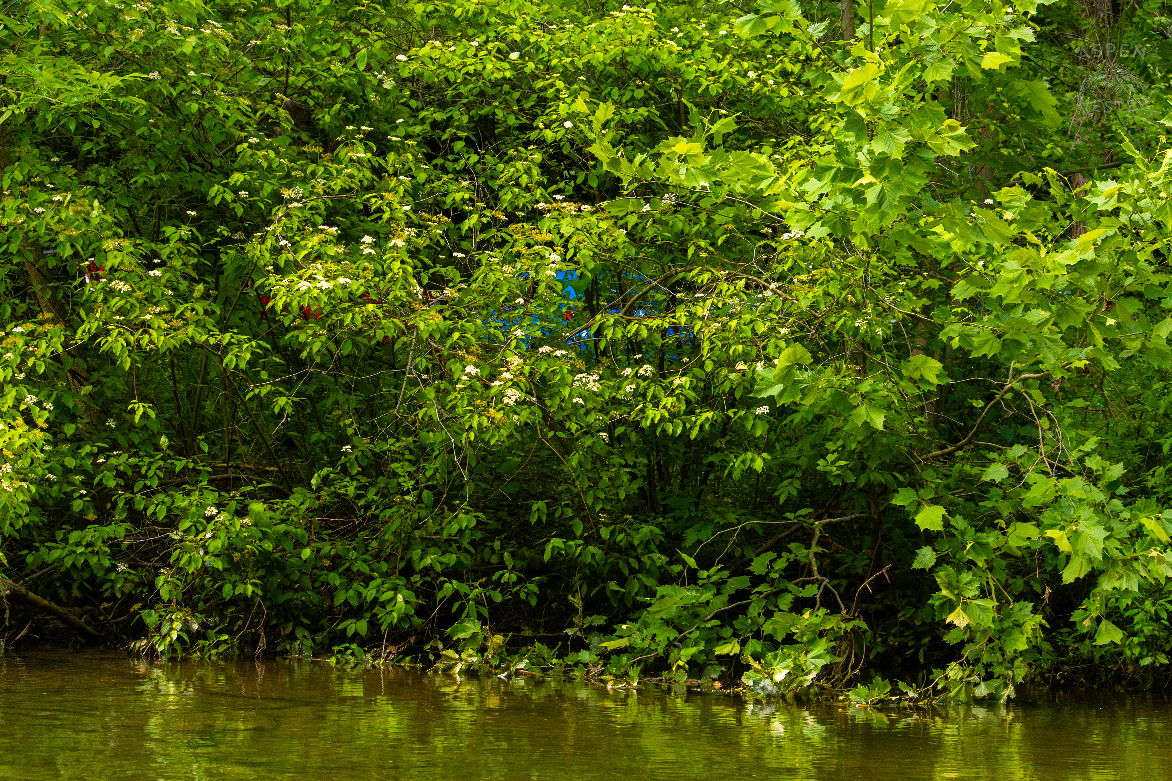 The Bank of  Middle Fork Beargrass Creek in Cherokee Park. May 28th, 2024/Aspen Hester