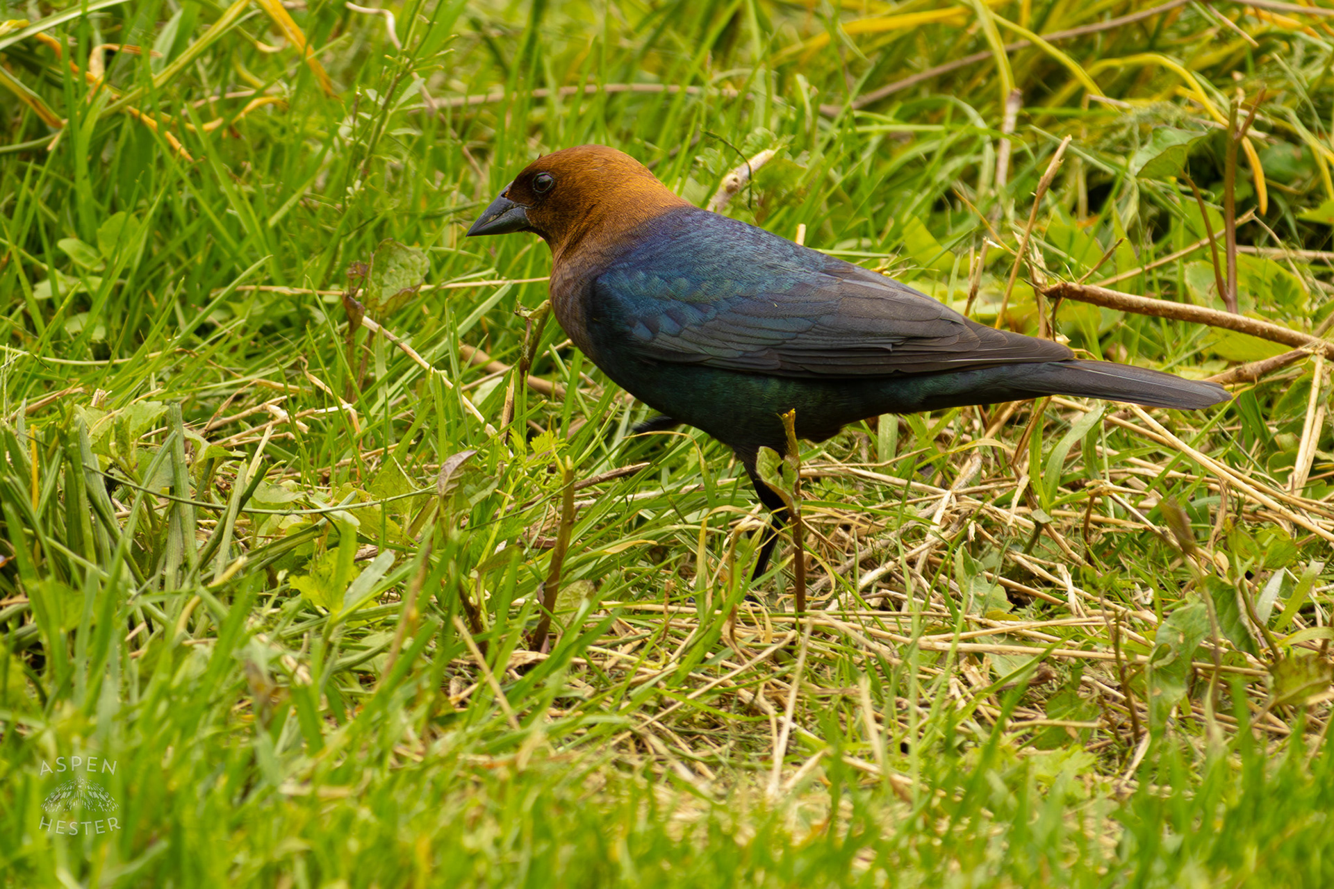 A Male Brown-Headed Cowbird in Brown Park. April 14th, 2025/Aspen Hester