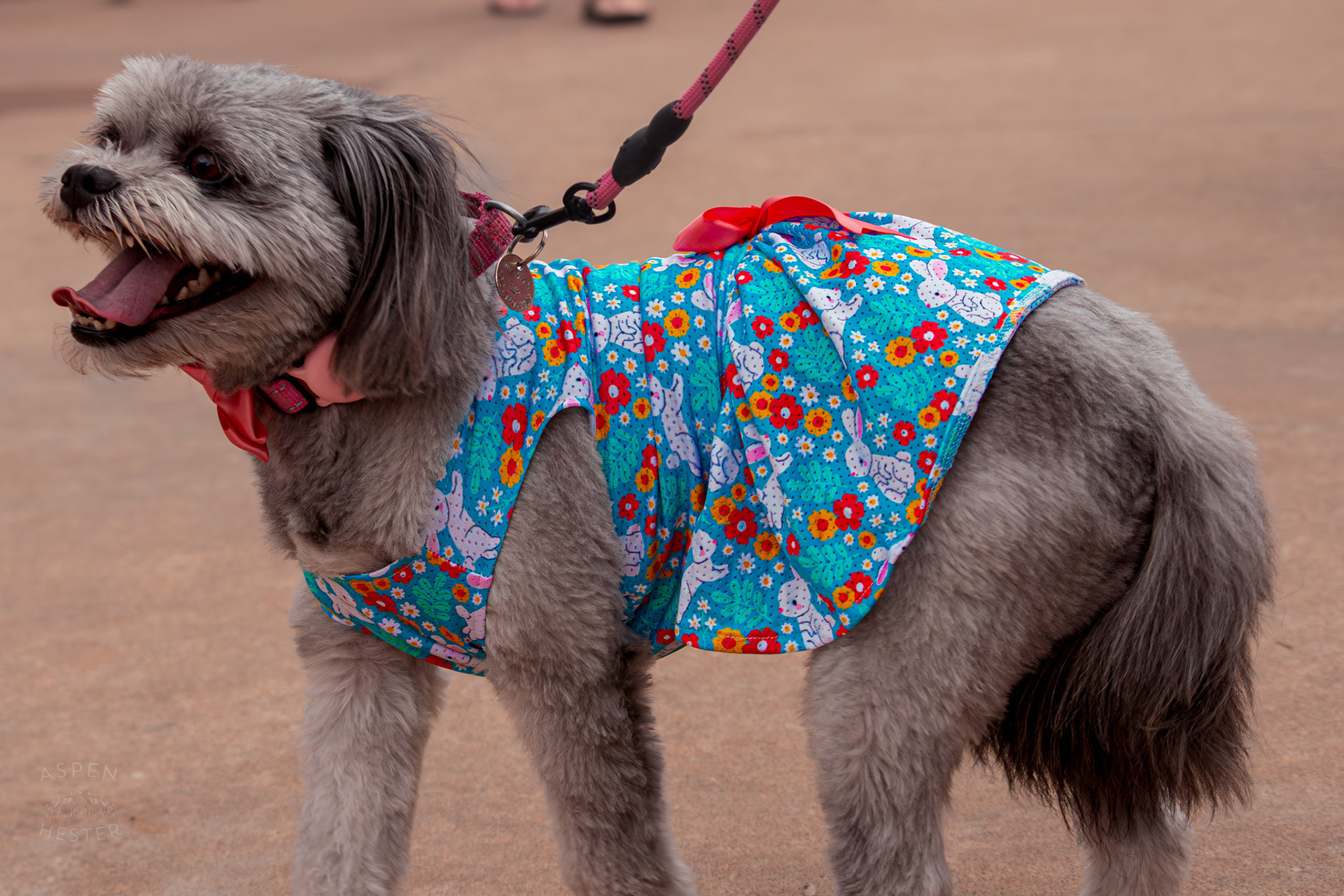 Winner of The Best Smile Award, Mabel Hester Wearing Her Easter Dress at Westport Village’s 5th Annual Puppy Palooza. April 19th, 2025/Aspen Hester